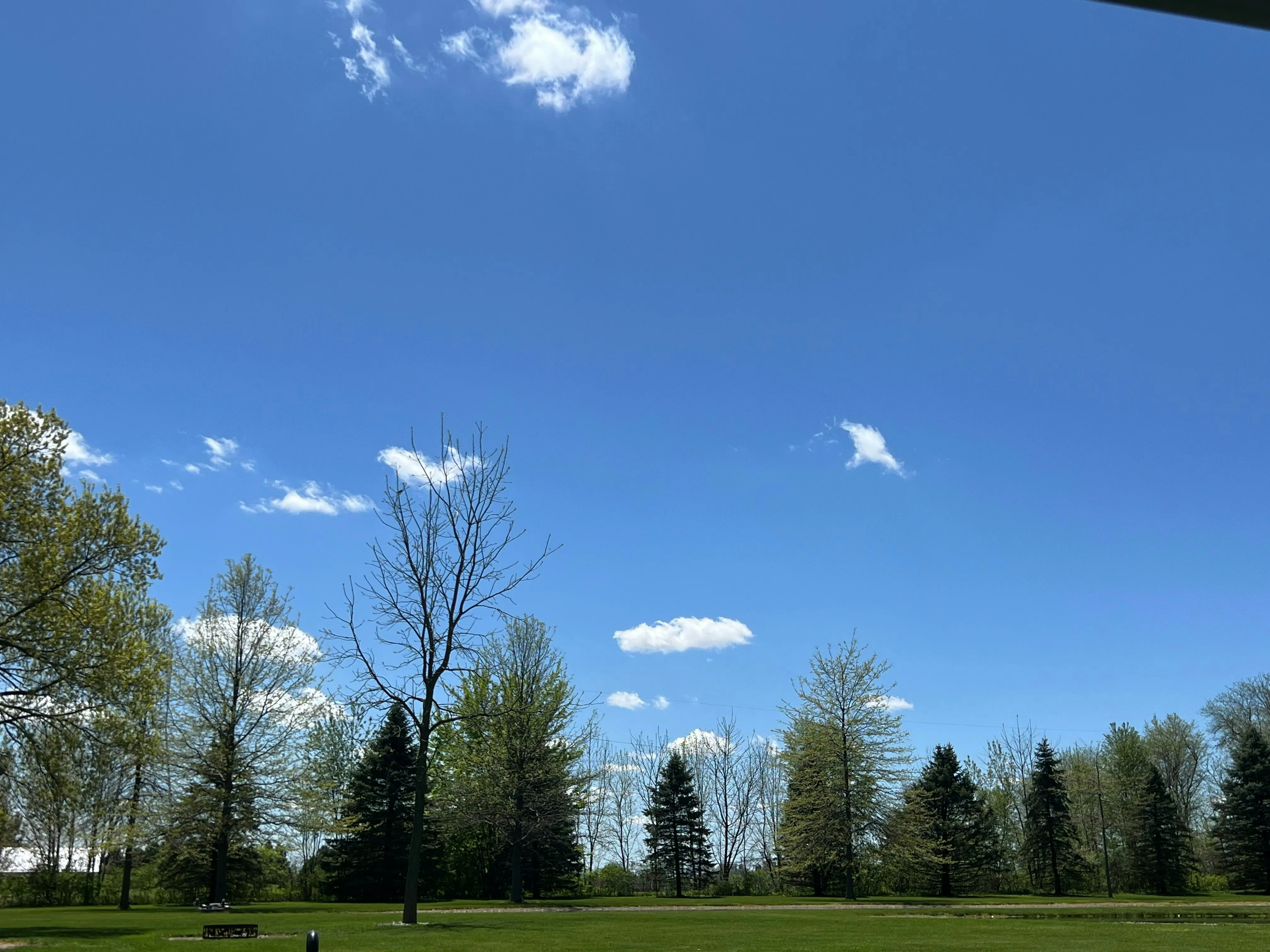 Green Trees and Clear Blue Sky in Spring Landscape Wallpaper