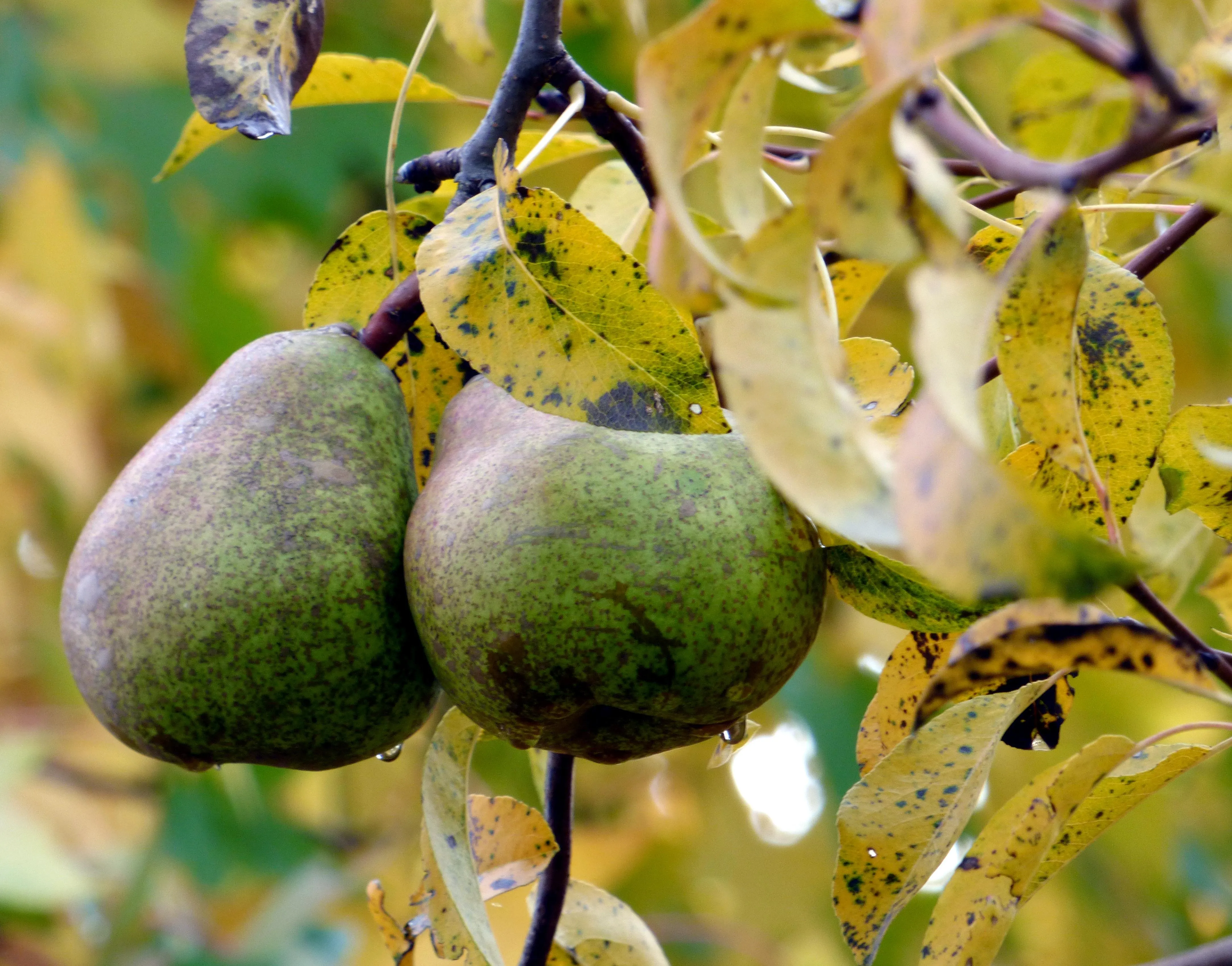Green Tropical Fruits Hanging from Tree Branch free image