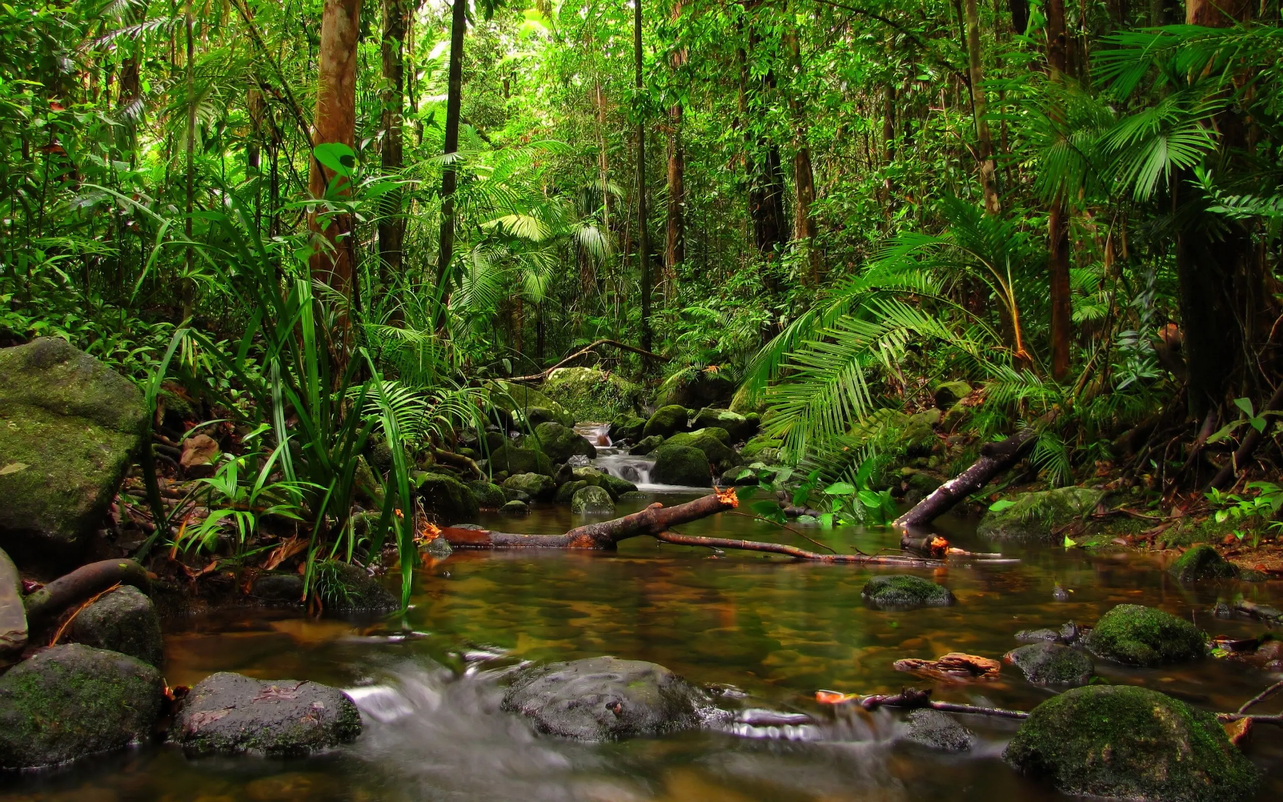 Green Tropical Rainforest with Water Flowing View Wallpaper