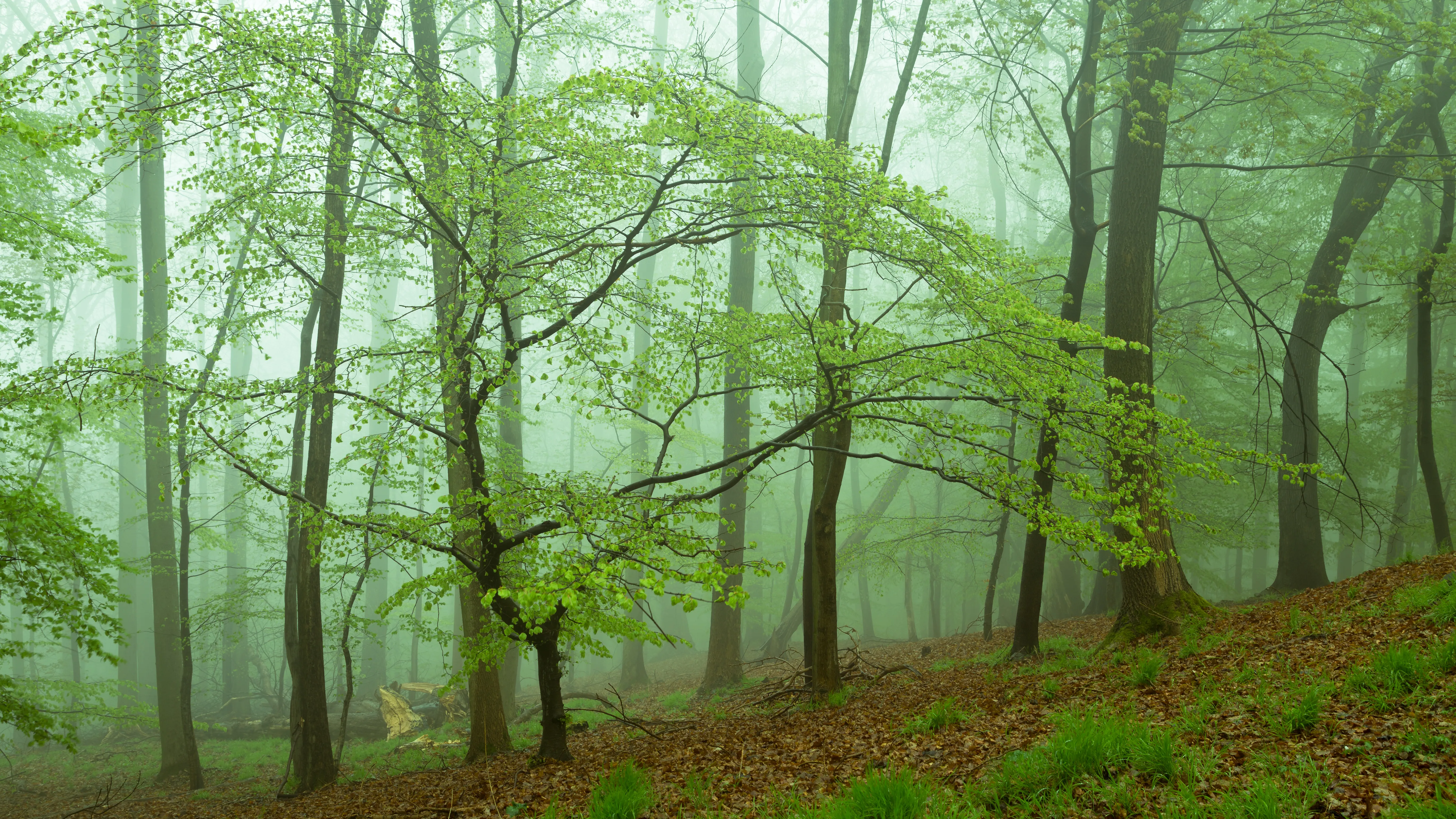 Green Woodland Bathed in Sunlight and Drifting Mist