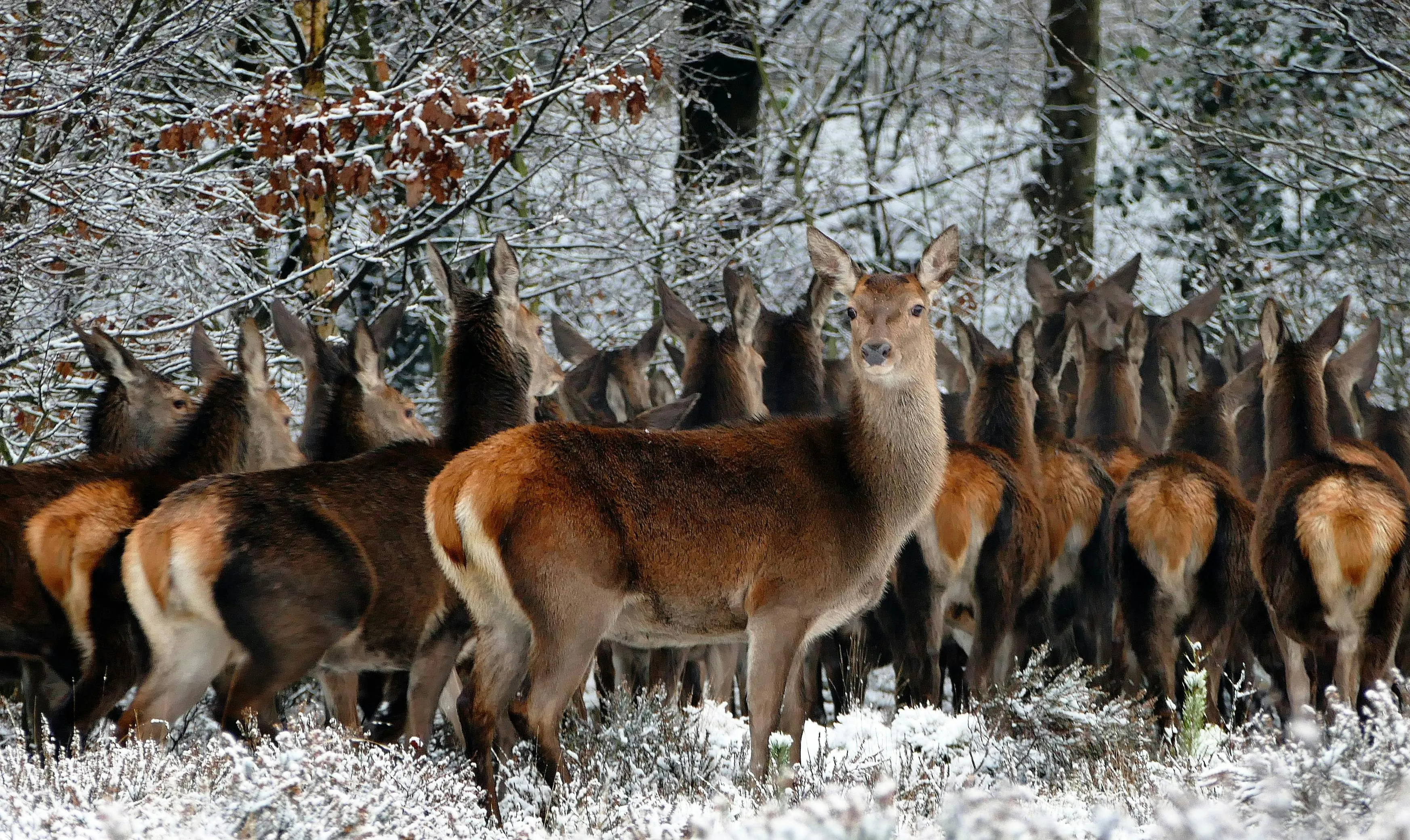Group of Deer Standing in a Snowy Forest Desktop Wallpaper