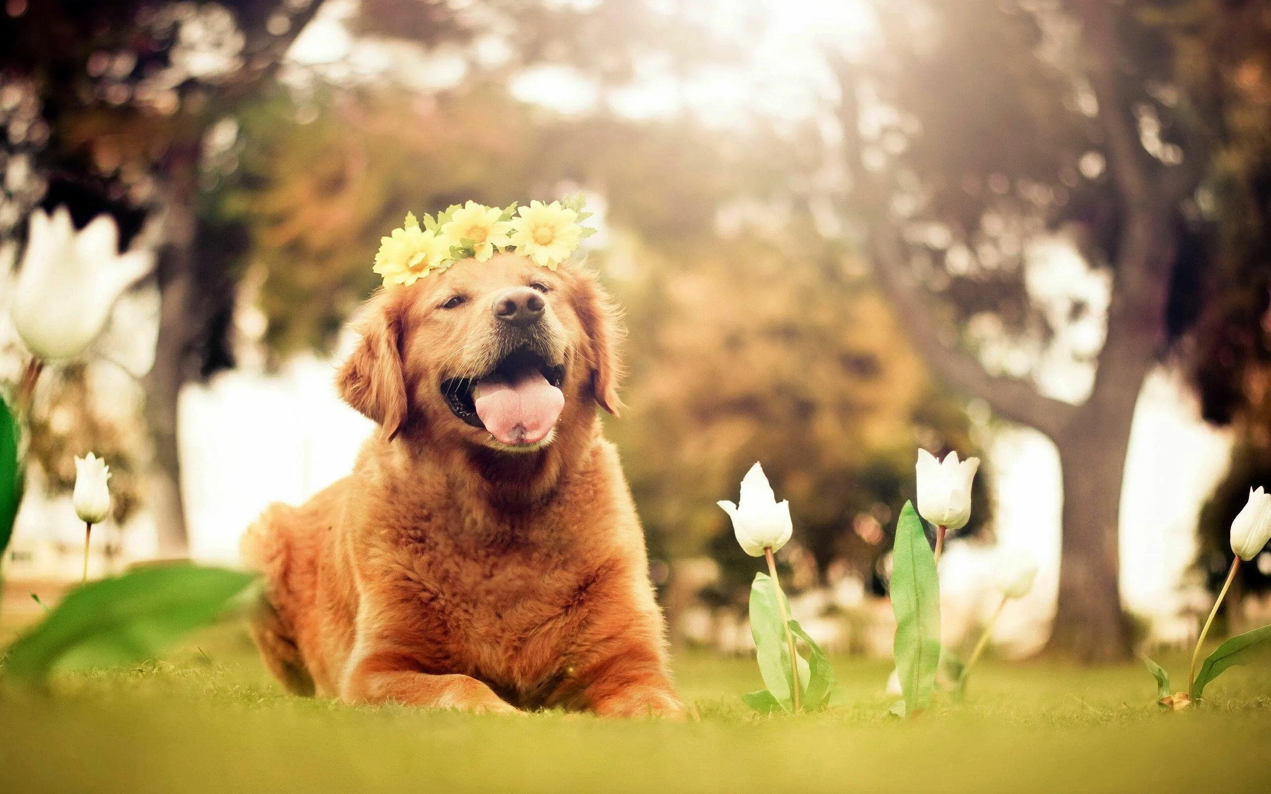 Happy golden retriever running in green meadow image