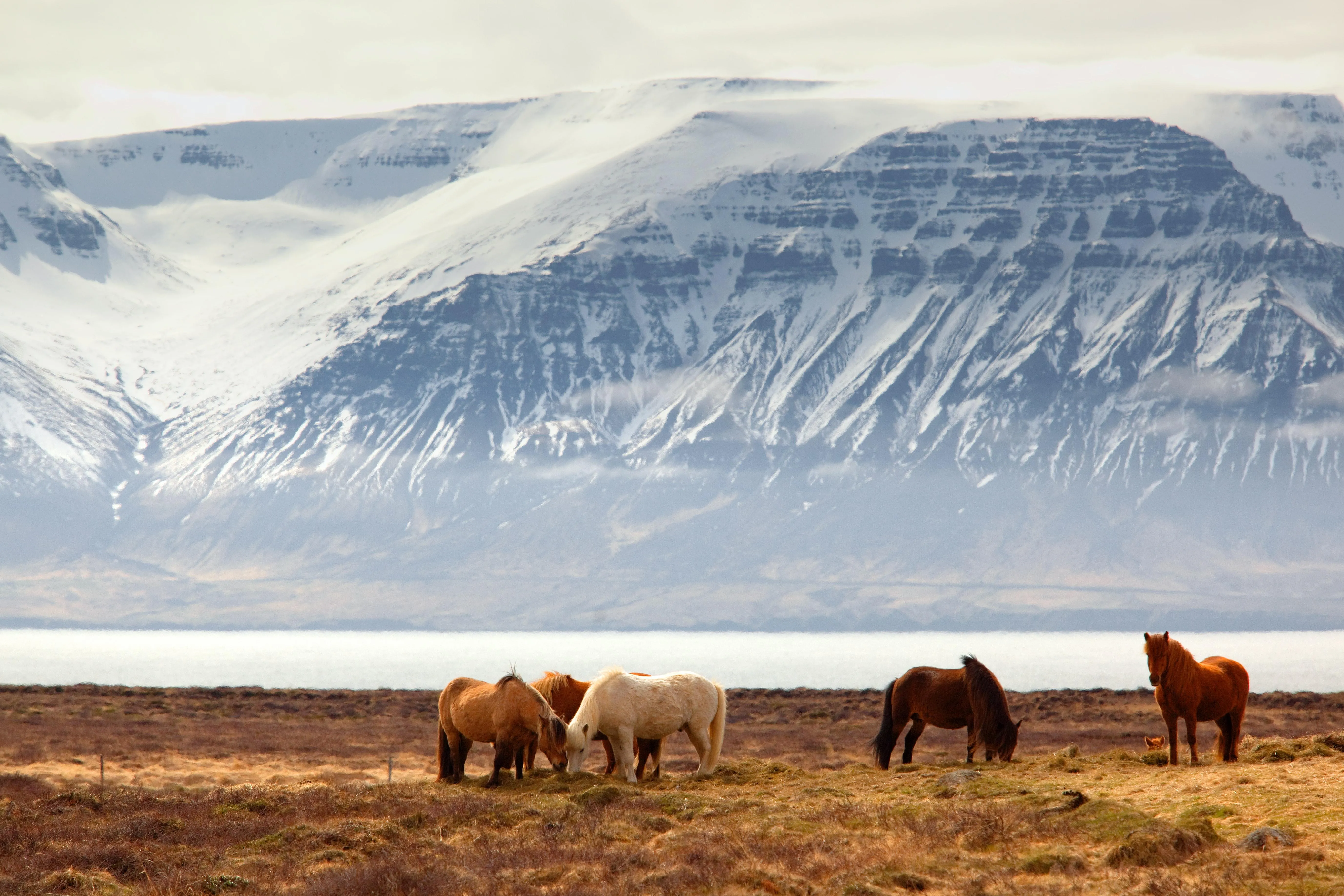 Herd of wild horses crossing open dry plains HD image