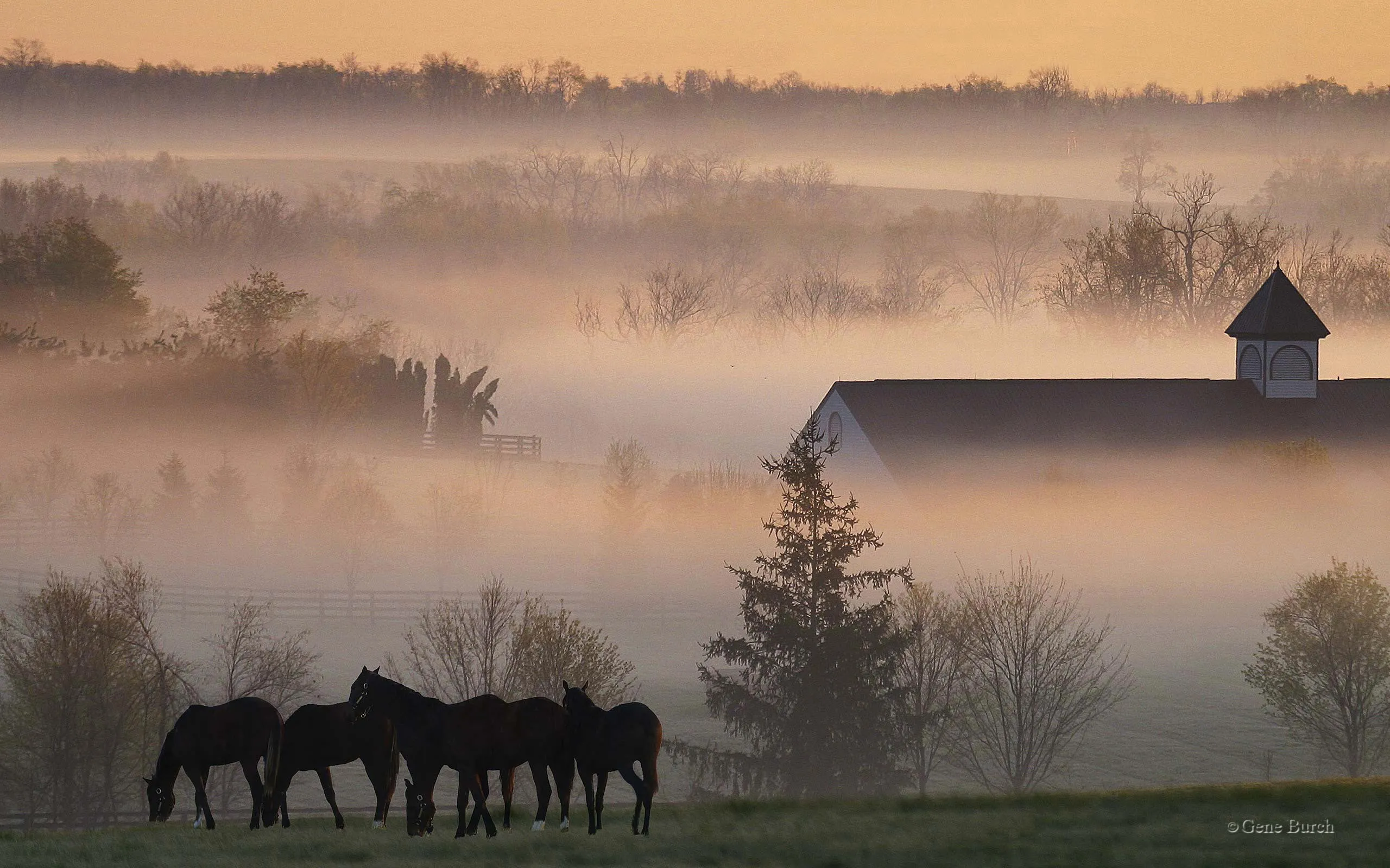 Horses in Foggy Field with Early Morning Mist Wallpaper