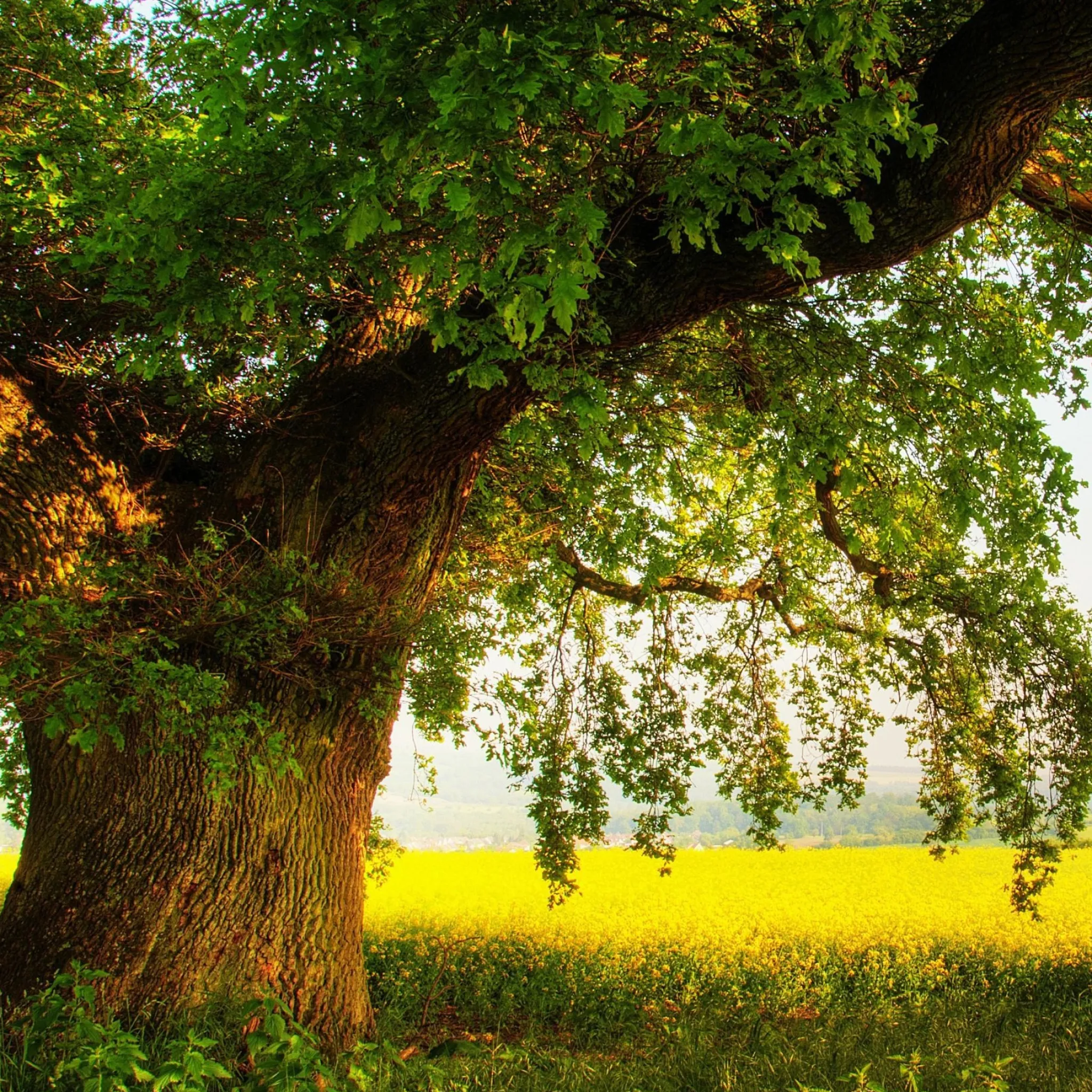 Huge Old Tree in a Bright Field with Hanging Branches