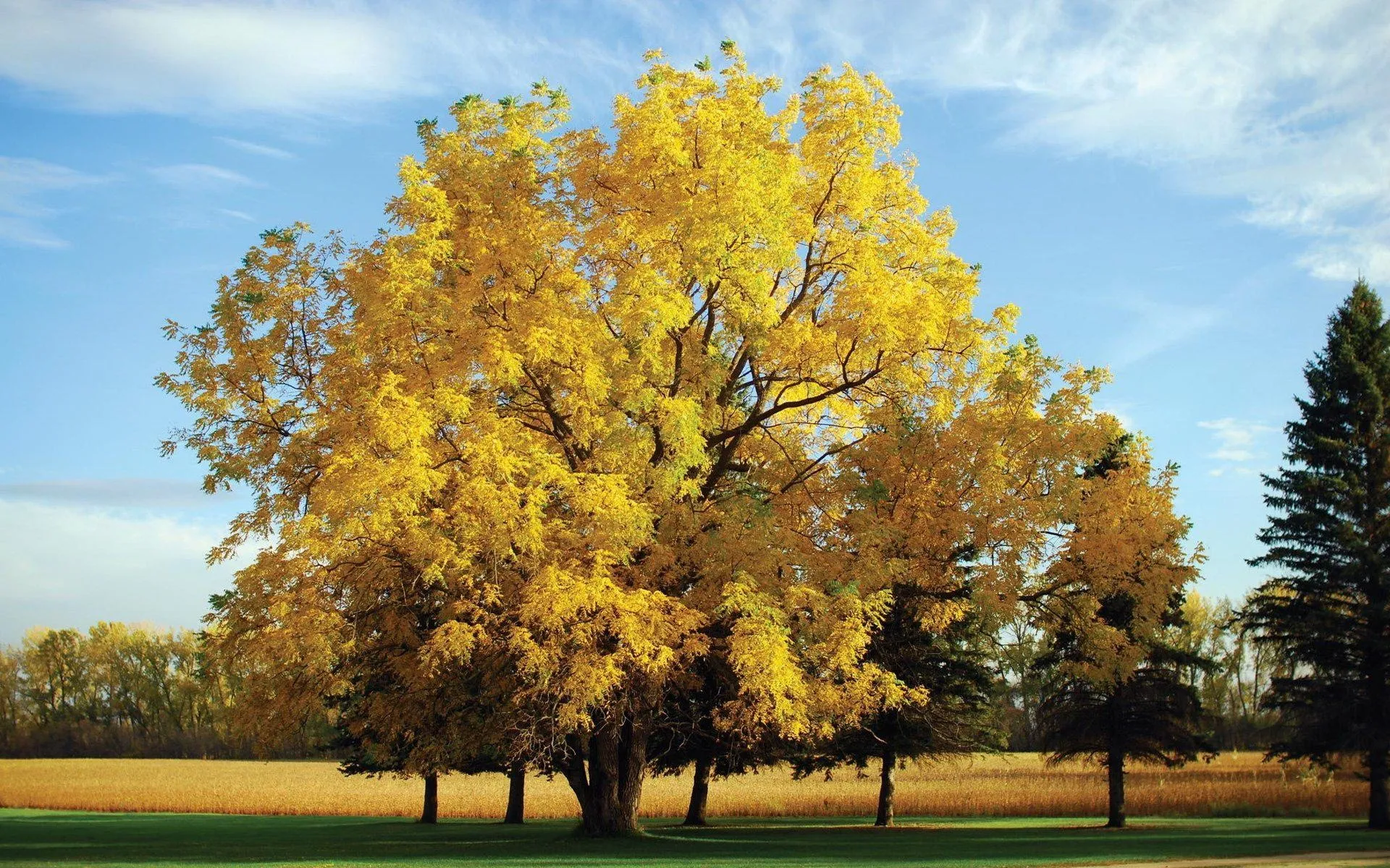 Large Golden Tree Stands Tall in an Open Grassy Field