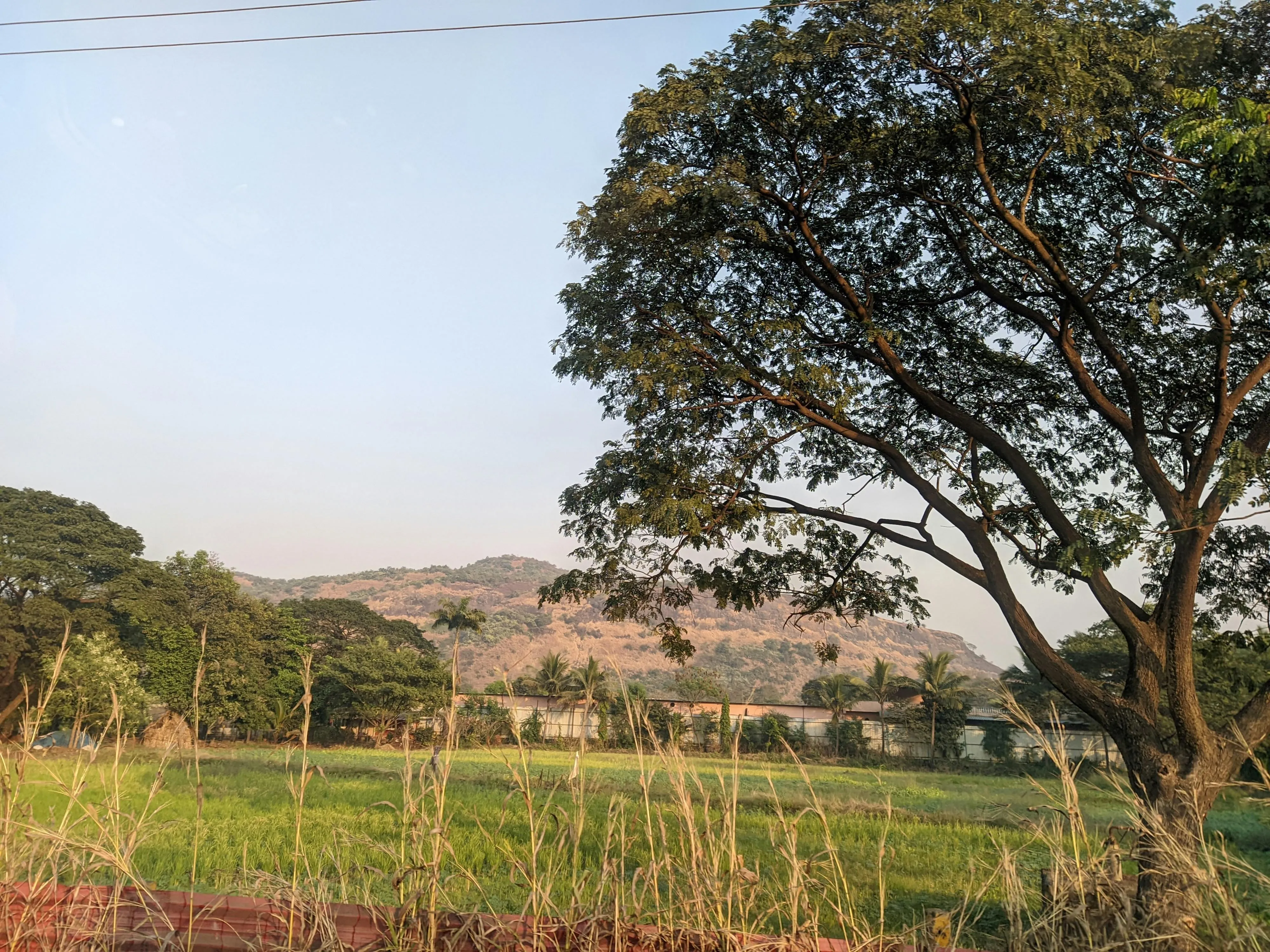 Large oak tree in green field under sunny blue sky