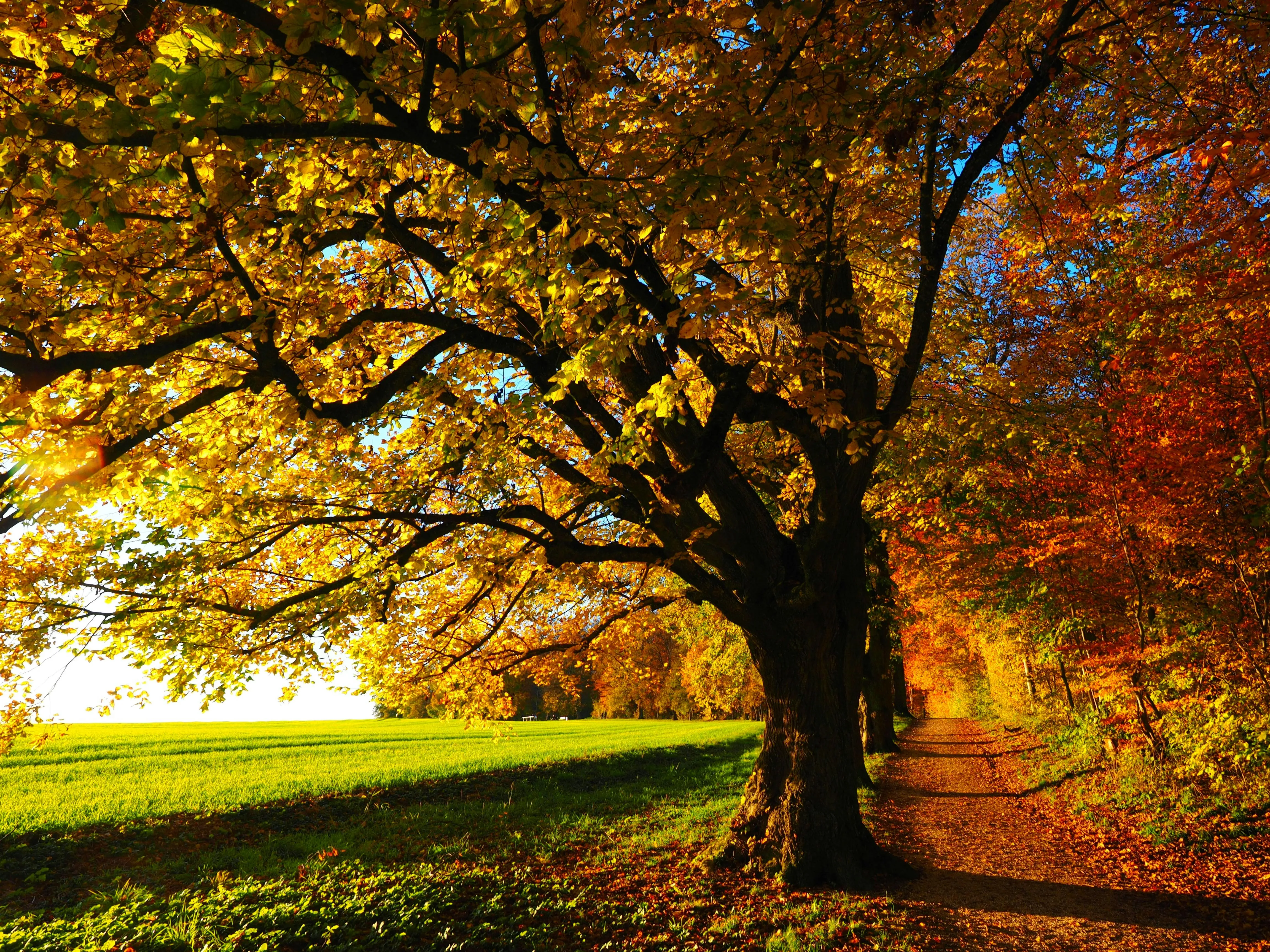 Large Old Tree with Golden Autumn Leaves in Bright Sunlight