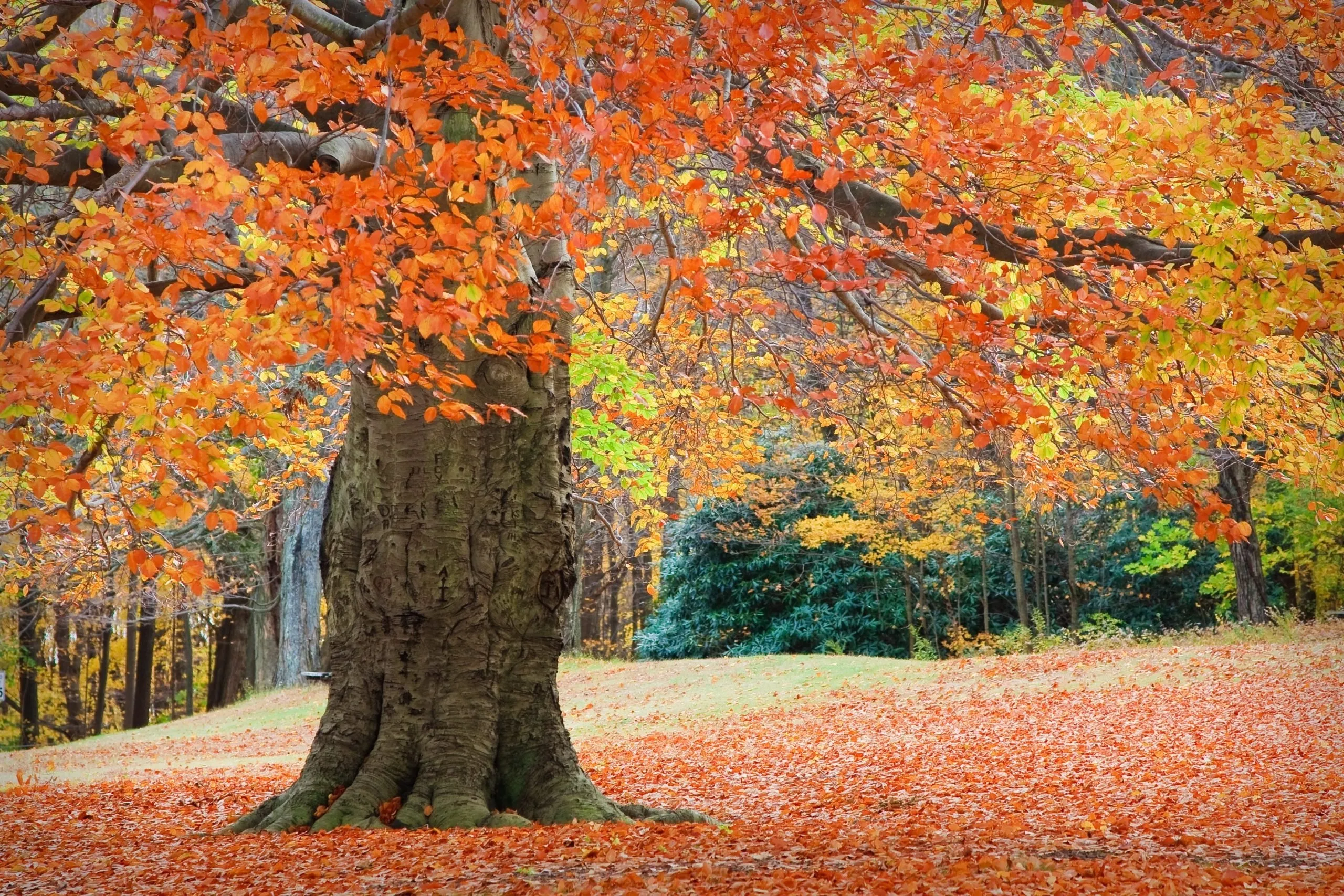 Large Tree with Orange Leaves in a Bright Fall Forest