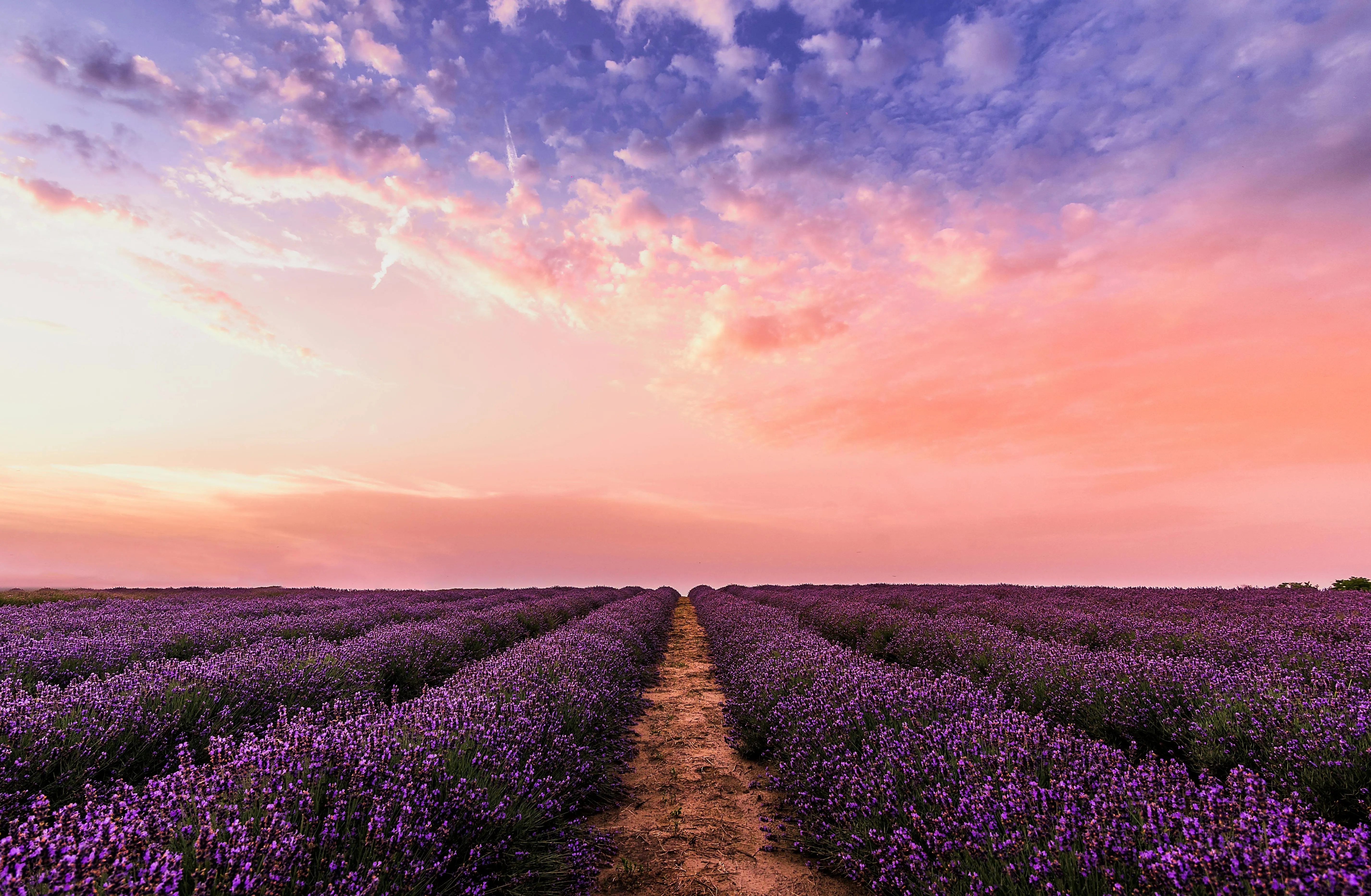 Lavender Fields Under a Beautiful Pink and Orange Sunset Sky