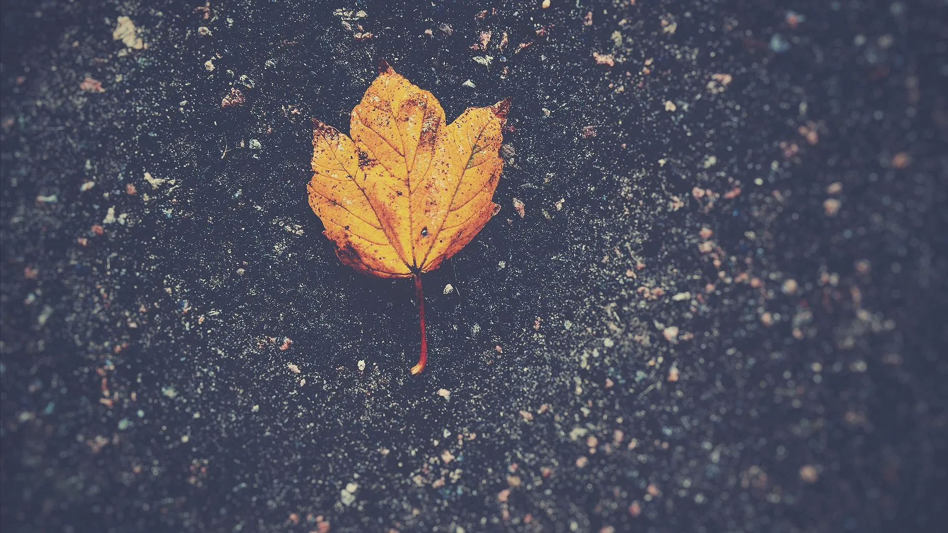 Leaf floating in starry sky during autumn night HD image