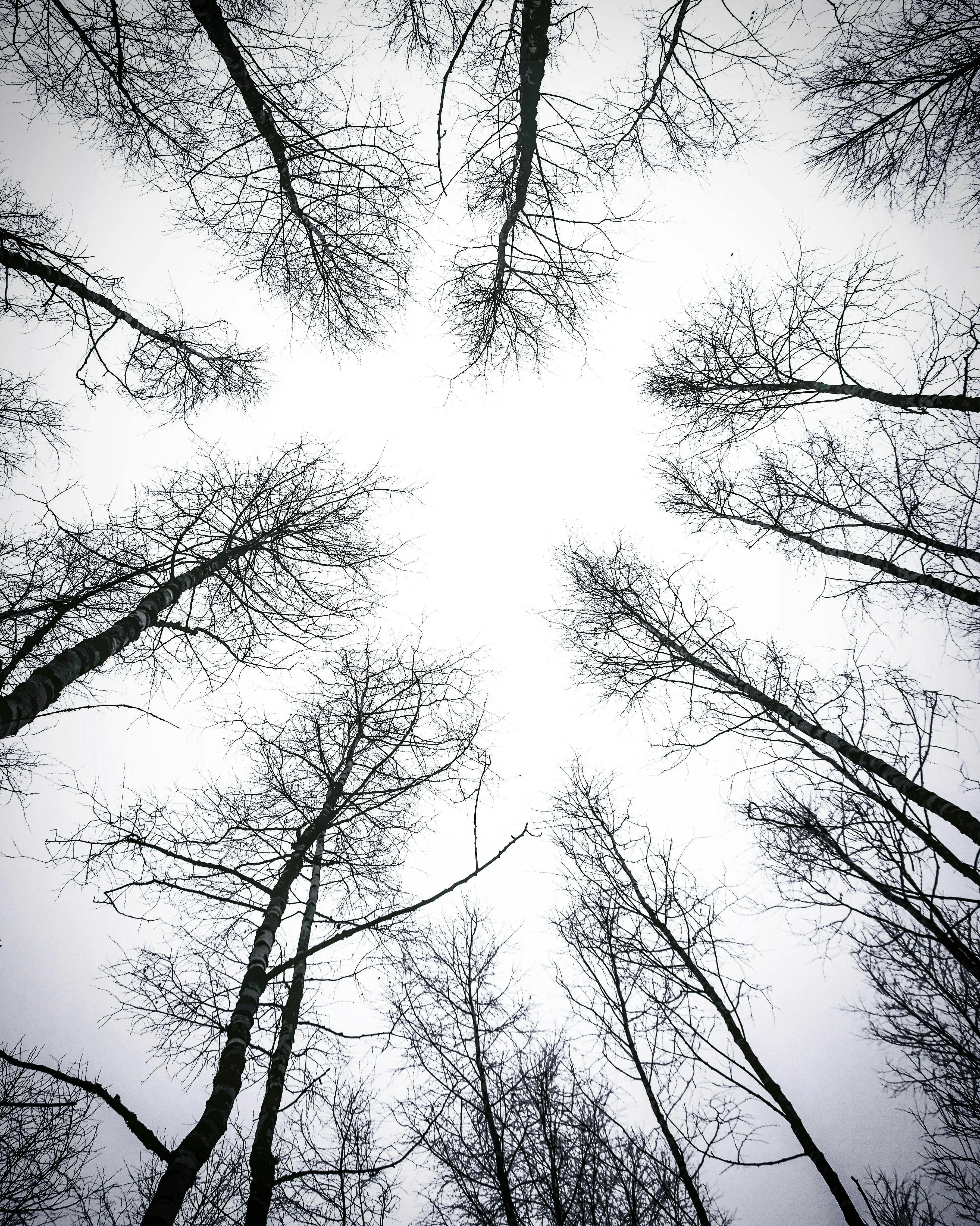 Leafless Trees Reaching Into a Dramatic Cloudy White Sky