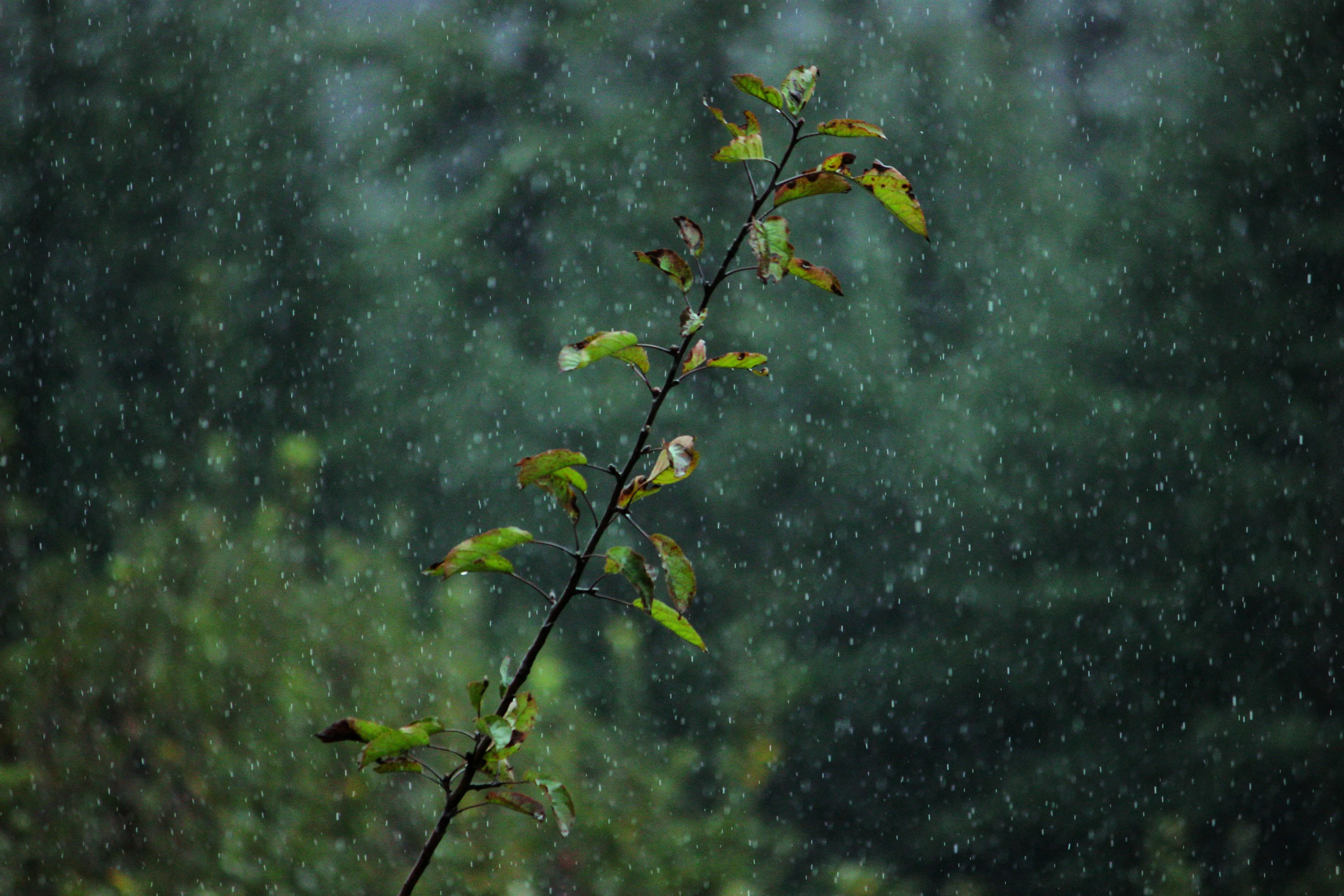Leafy Green Plants Getting Soaked By Rainfall Wallpaper