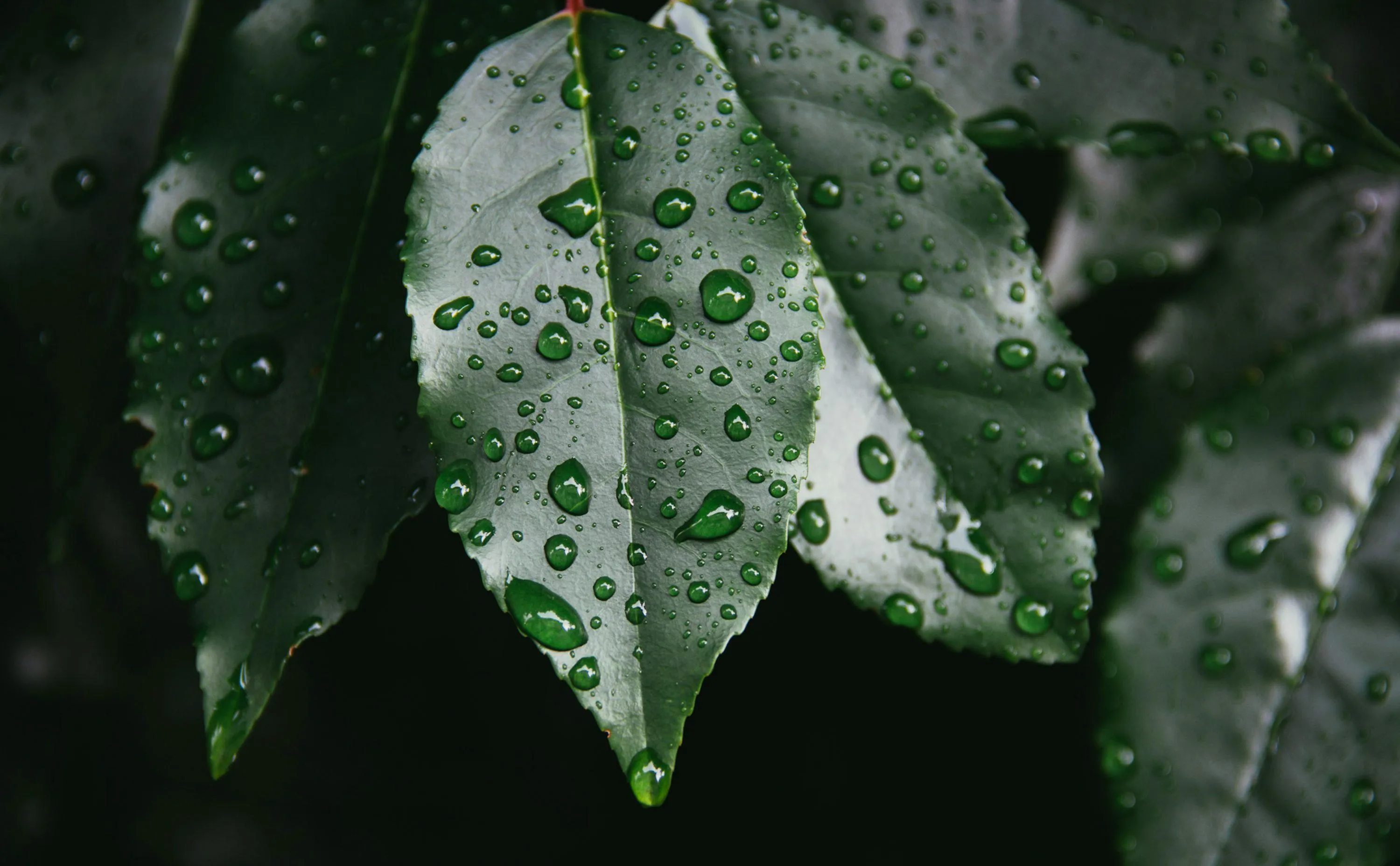Leaves Covered in Rain on Lush Green Background