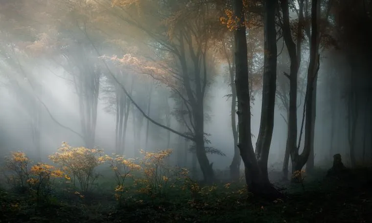 Light Streaming Through Forest with Fog and Clouds Image