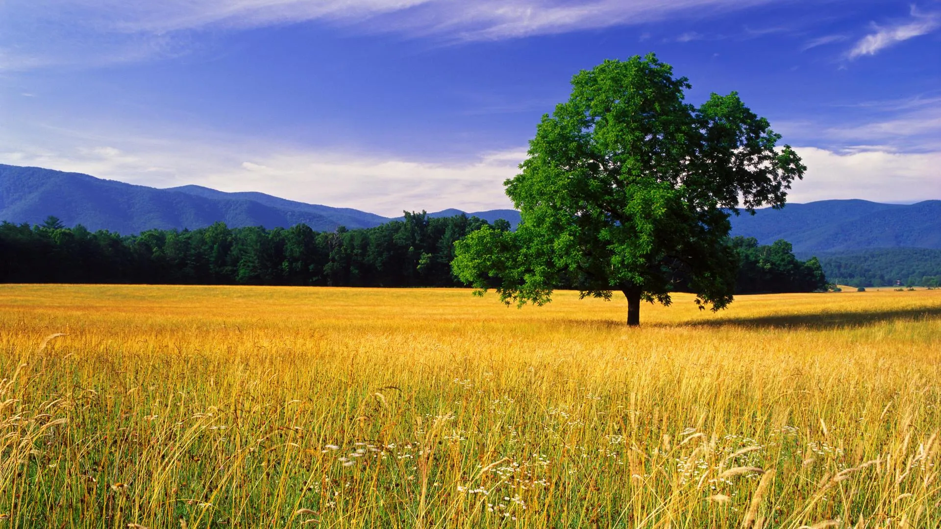 Lone green tree standing in yellow grassy meadow image