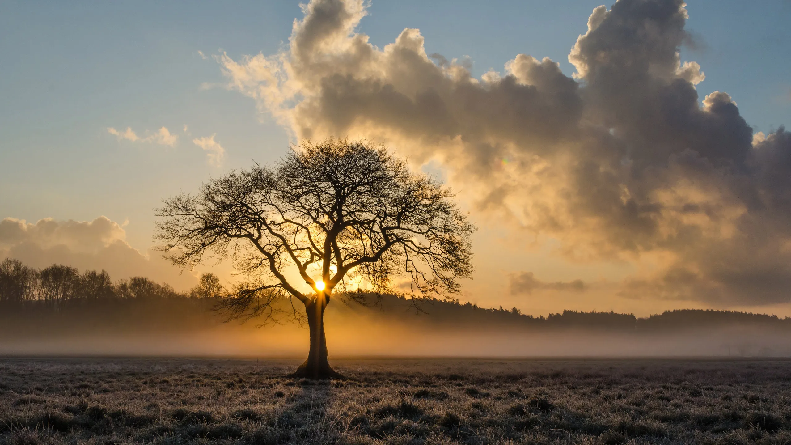 Lone Tree in an Open Field Under a Dramatic Golden Sunset