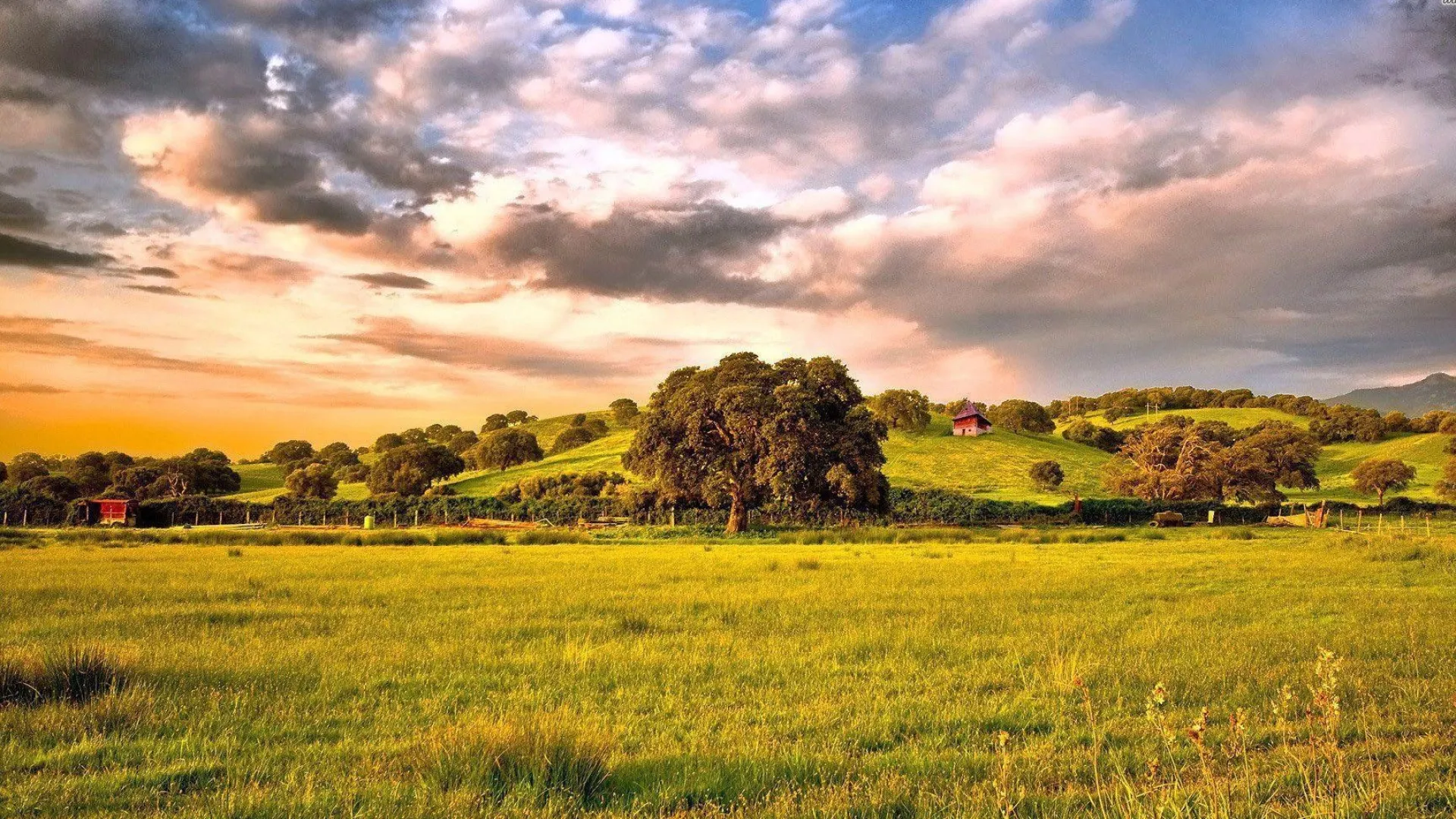Lone Tree in a Meadow Under Dramatic Colorful Sky Wallpaper