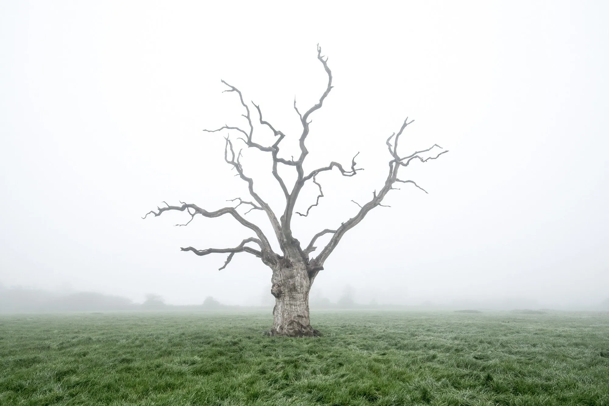 Lone Tree with No Leaves Standing in the Morning Fog