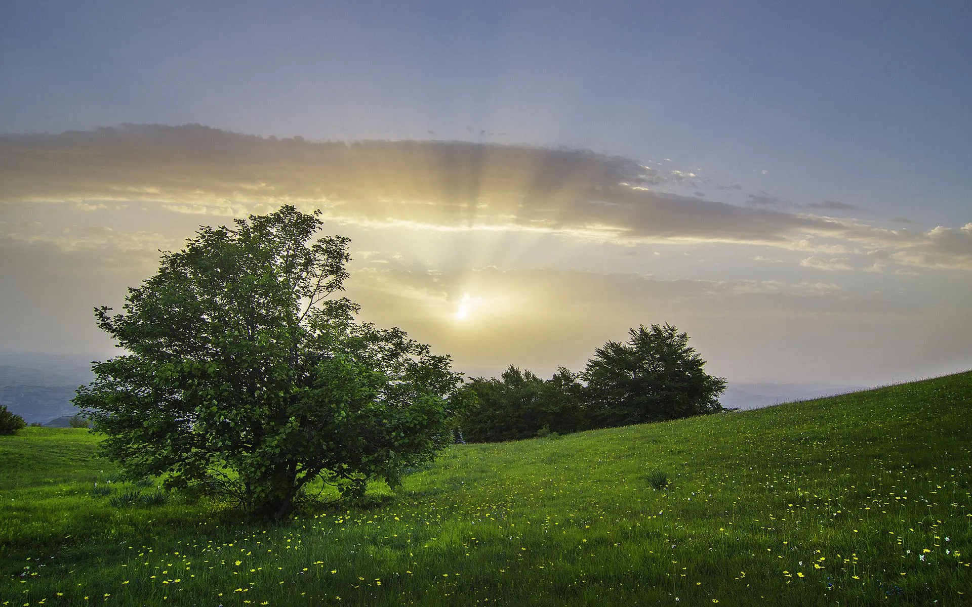 Lone Tree on Rolling Green Hill Under a Soft Sunrise Sky