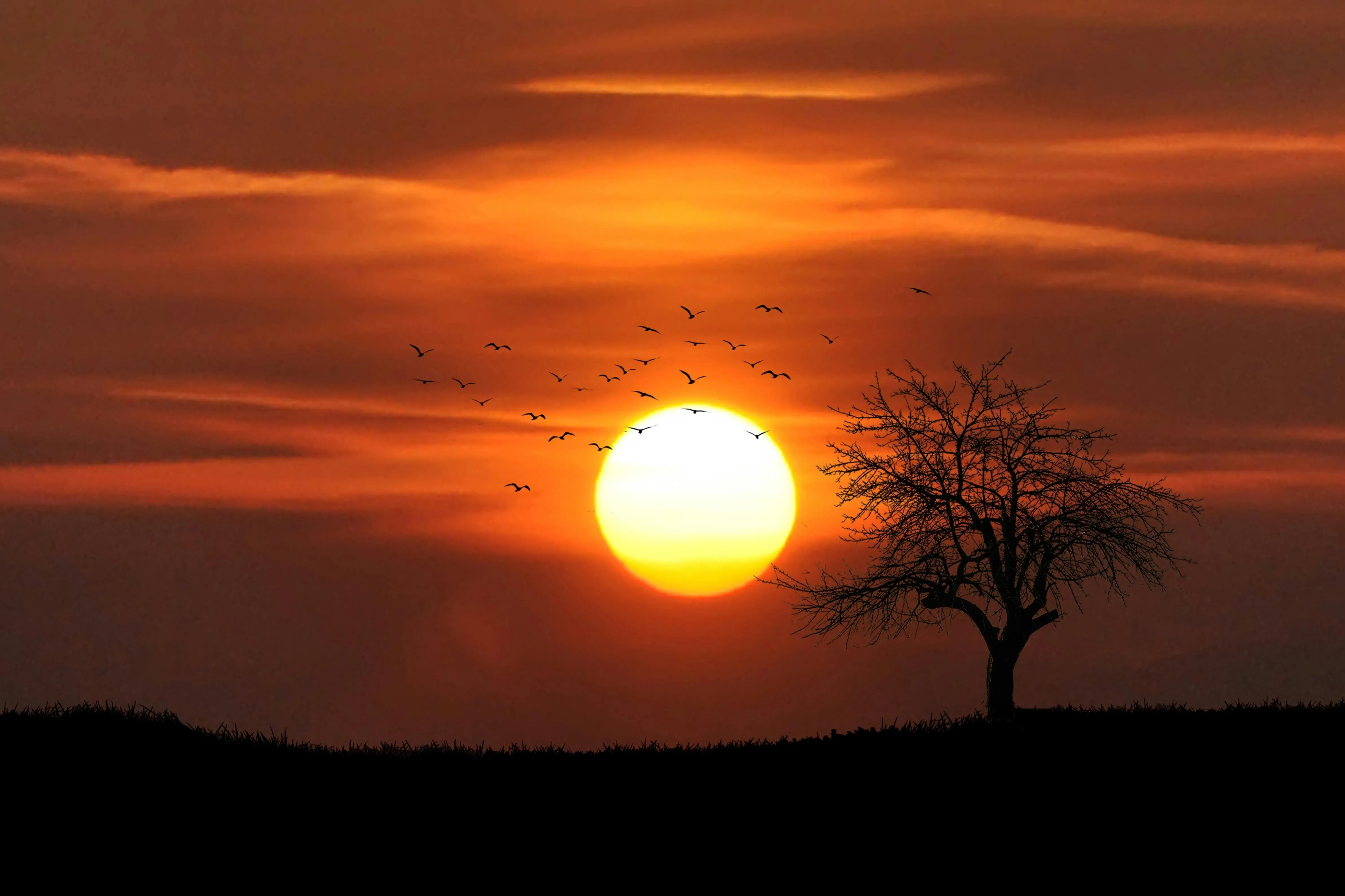 Lone Tree Silhouette Against Vivid Orange Sunset Sky