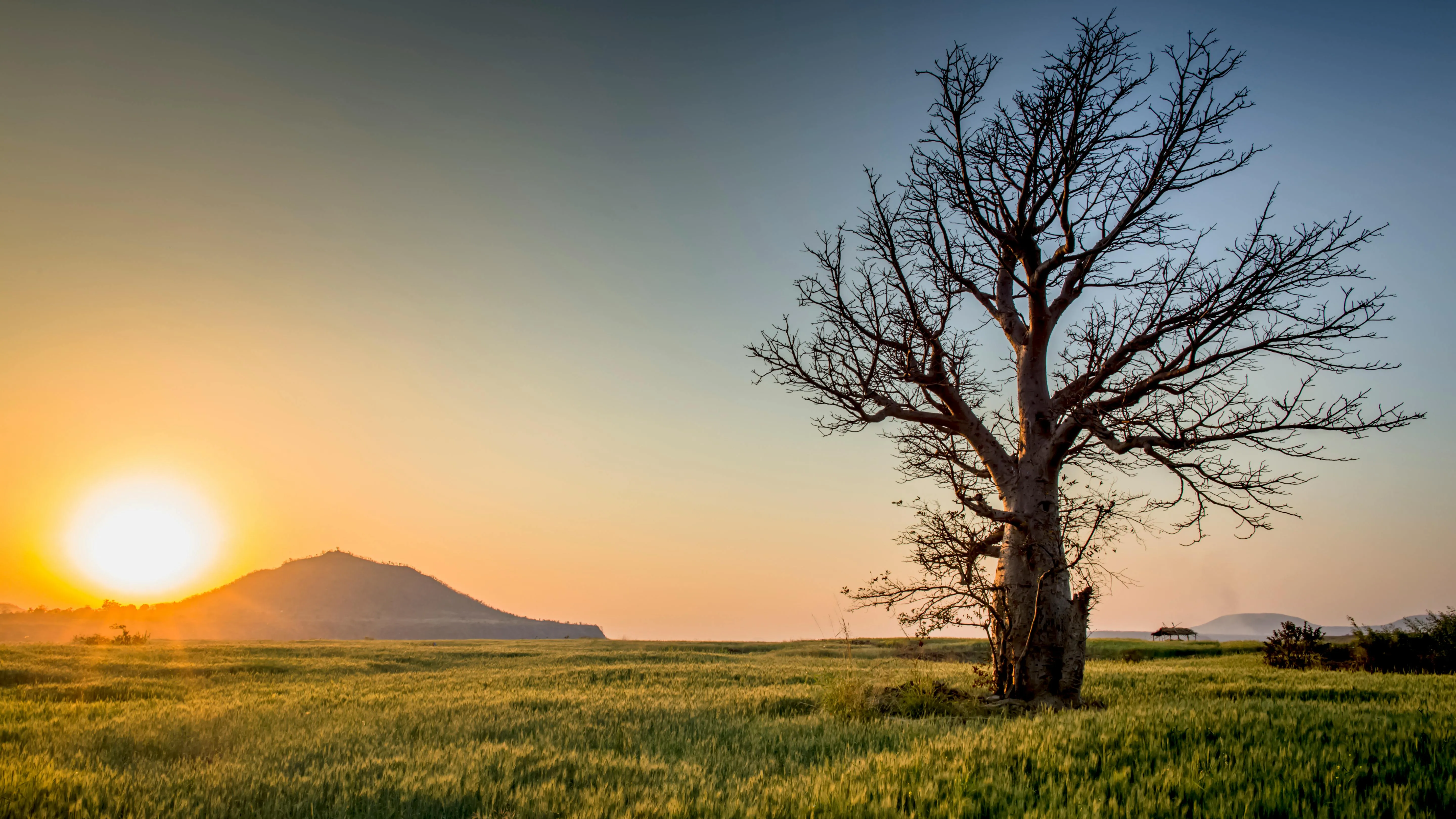 Lone Tree Silhouetted Against Glowing Sunrise in Field