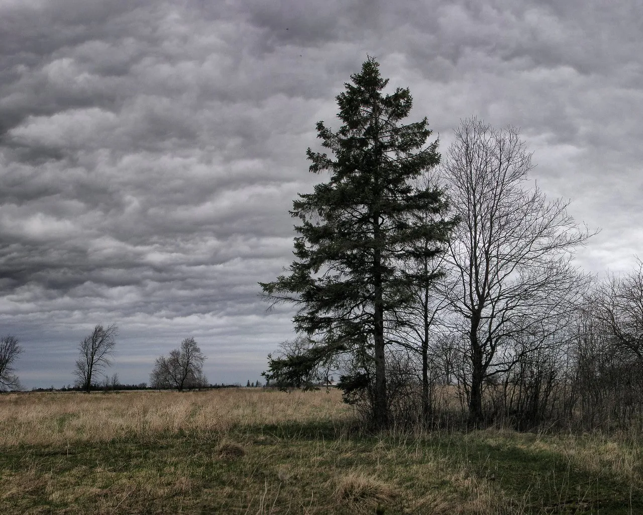 Lone Tree Standing in a Quiet Field Under Gray Cloudy Skies