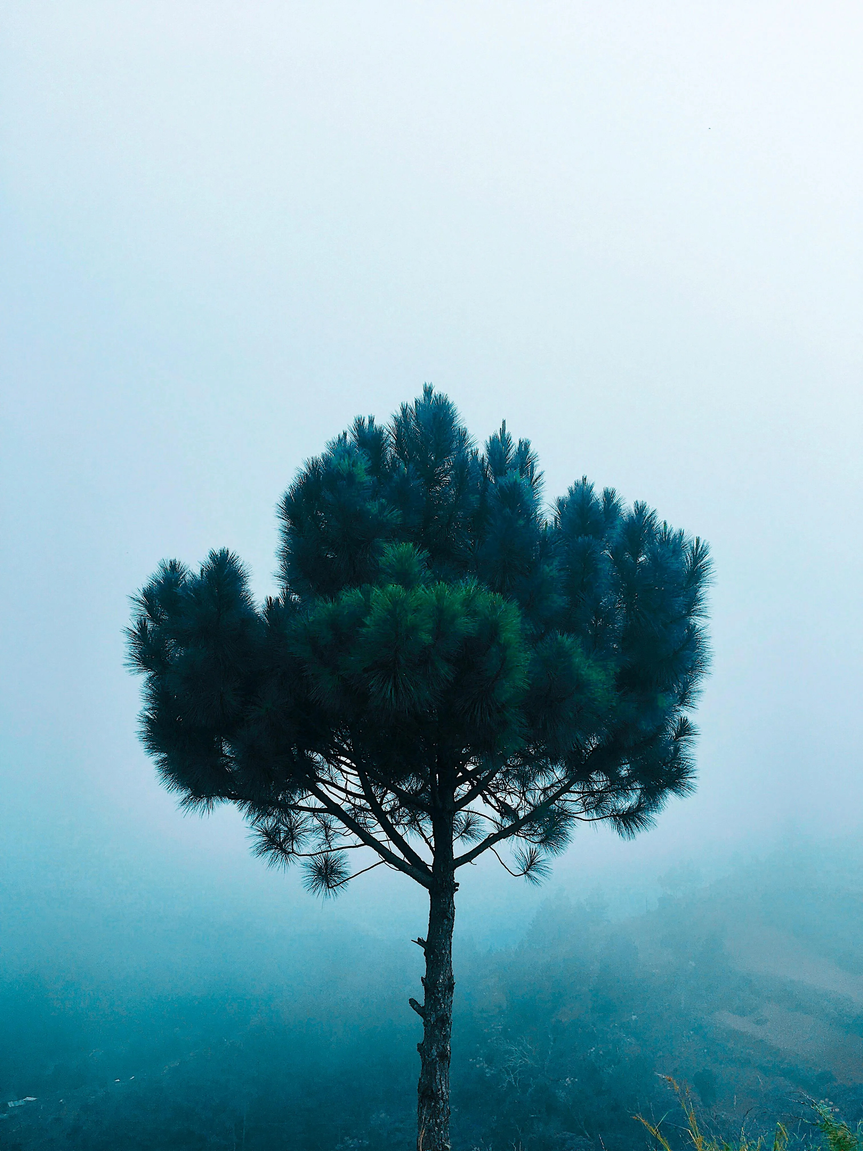 Lone Tree Standing Tall Amid Foggy Landscape with Soft Light