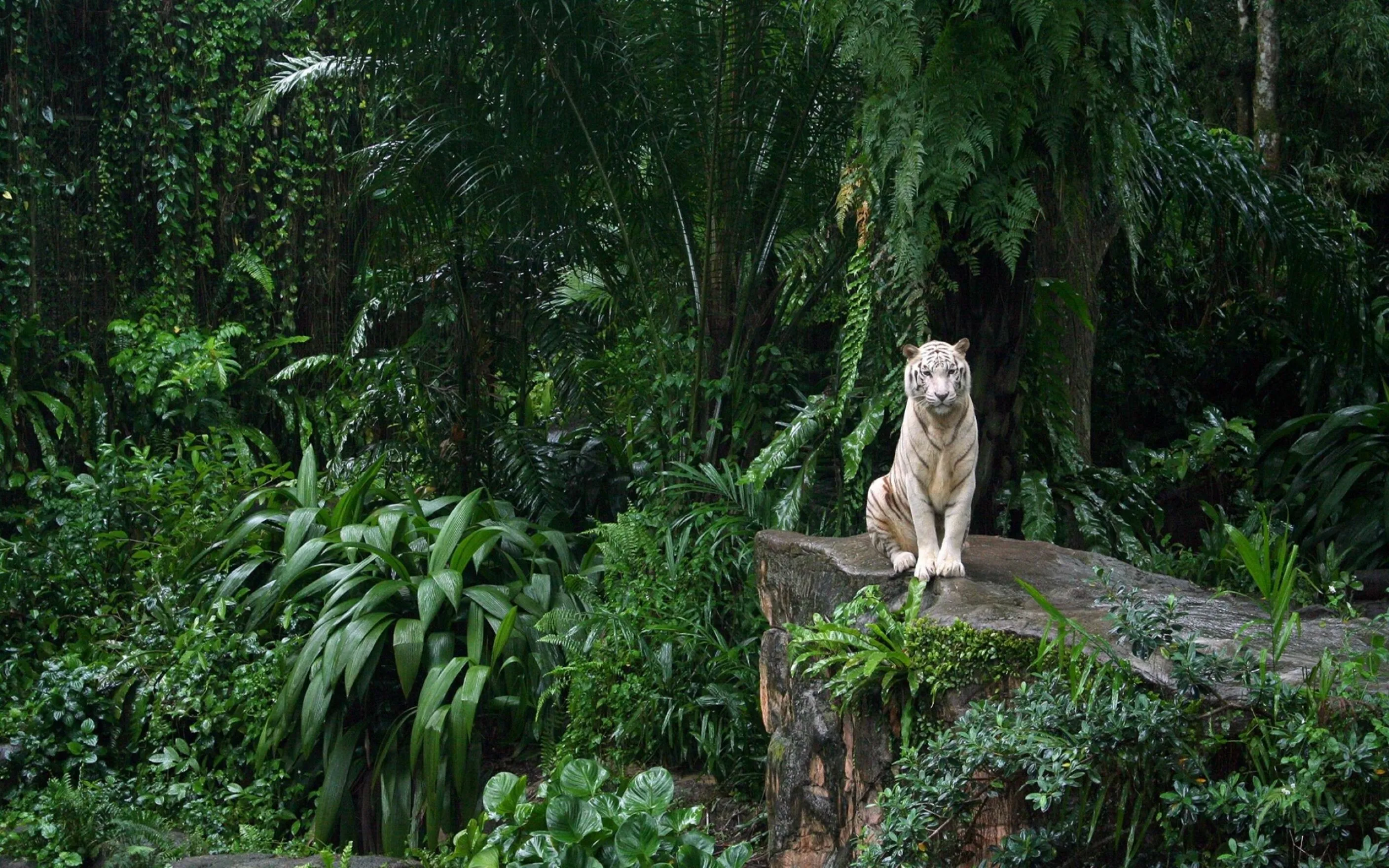Lone White Dog Sitting on a Rock in a Lush Green Rainforest