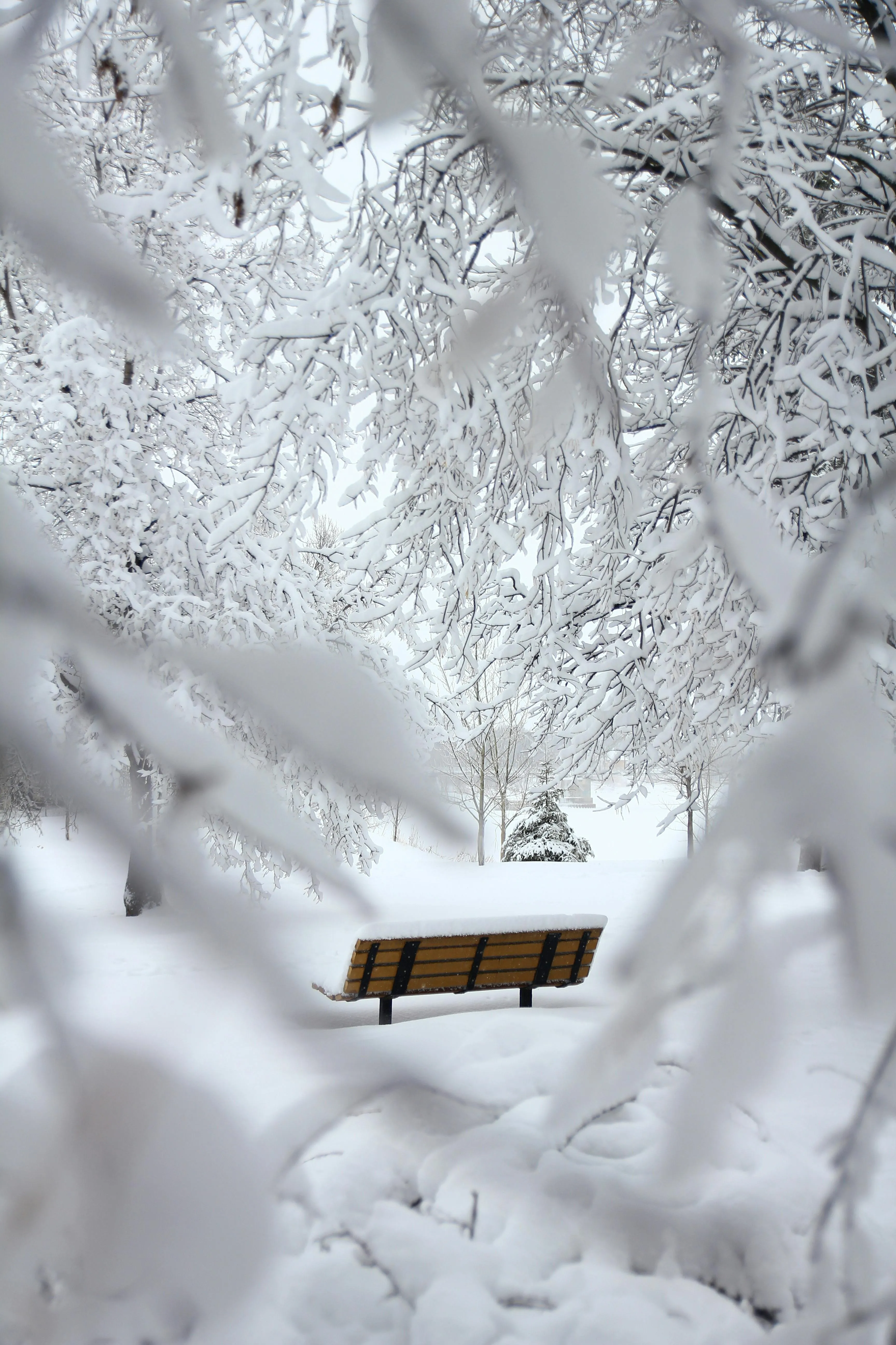 Lonely Bench Surrounded by Snow Covered Trees in Winter Park