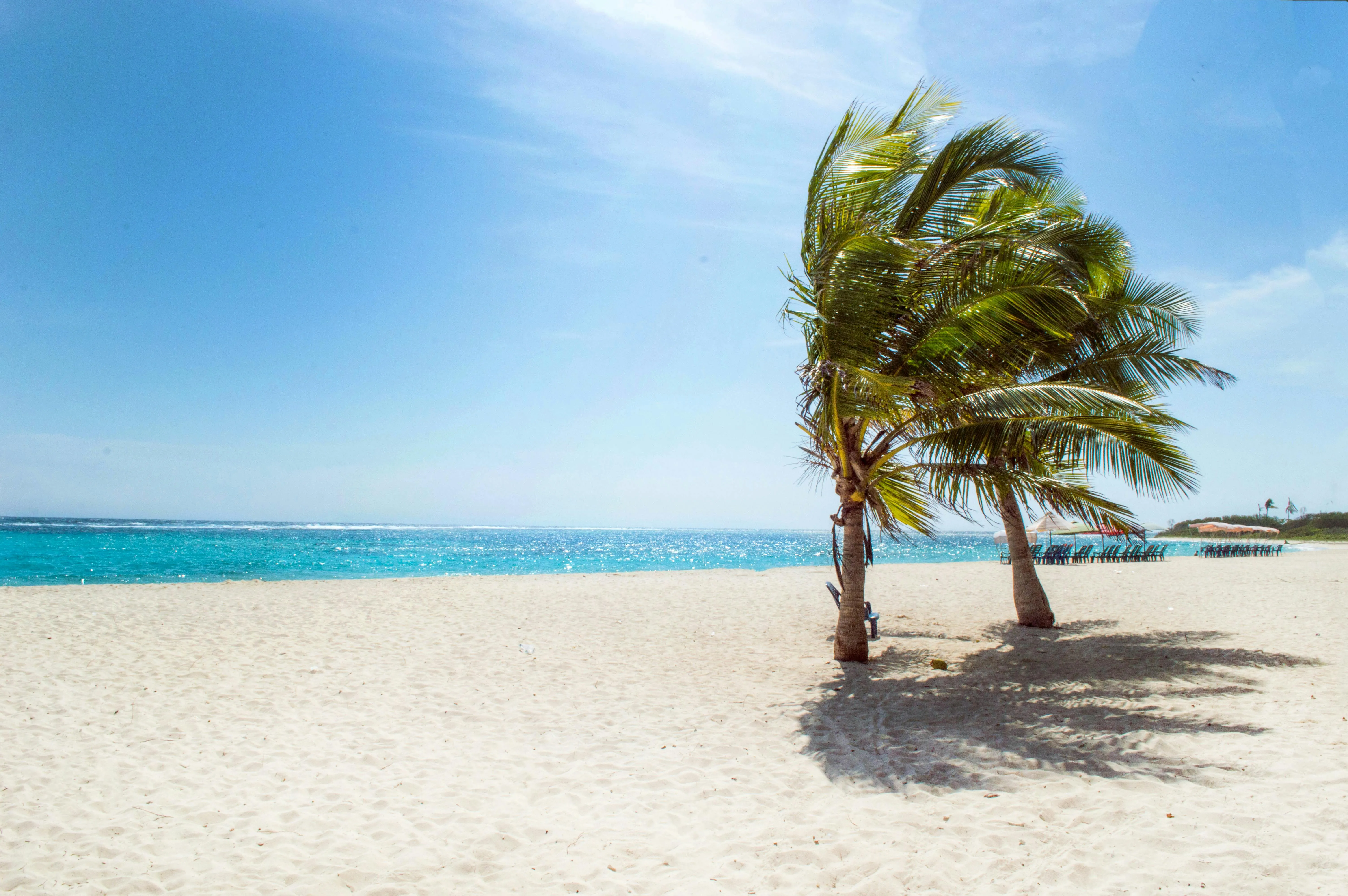Lonely Palm Tree on White Sand with Clear Blue Sky Image