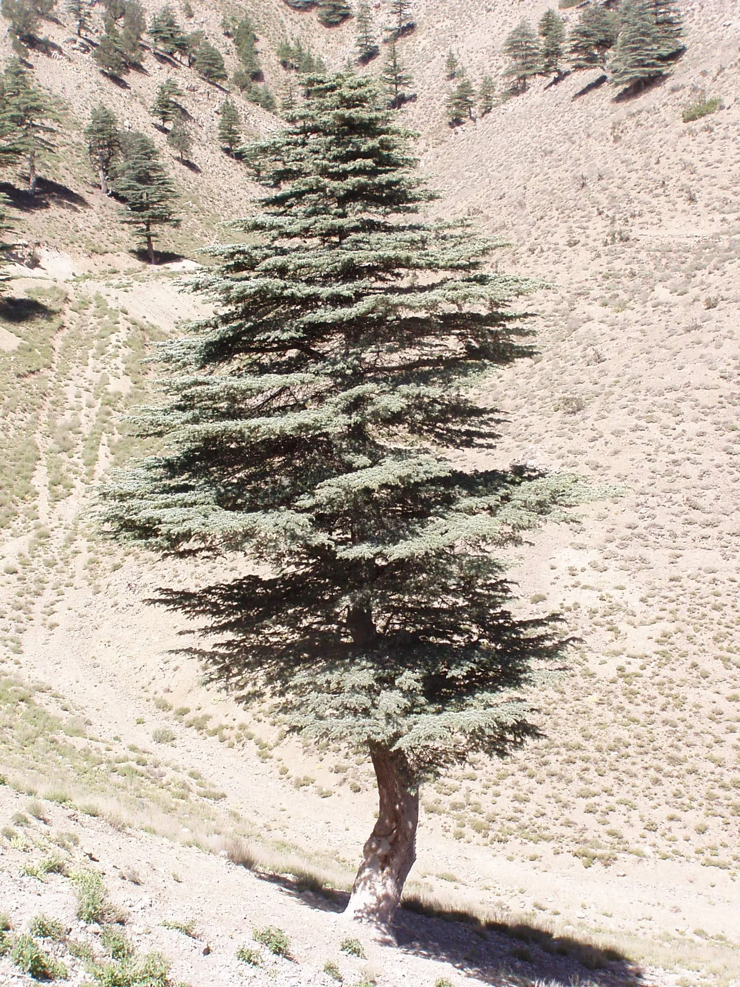 Lonely Pine Tree Growing on a Barren Rocky Mountain Slope