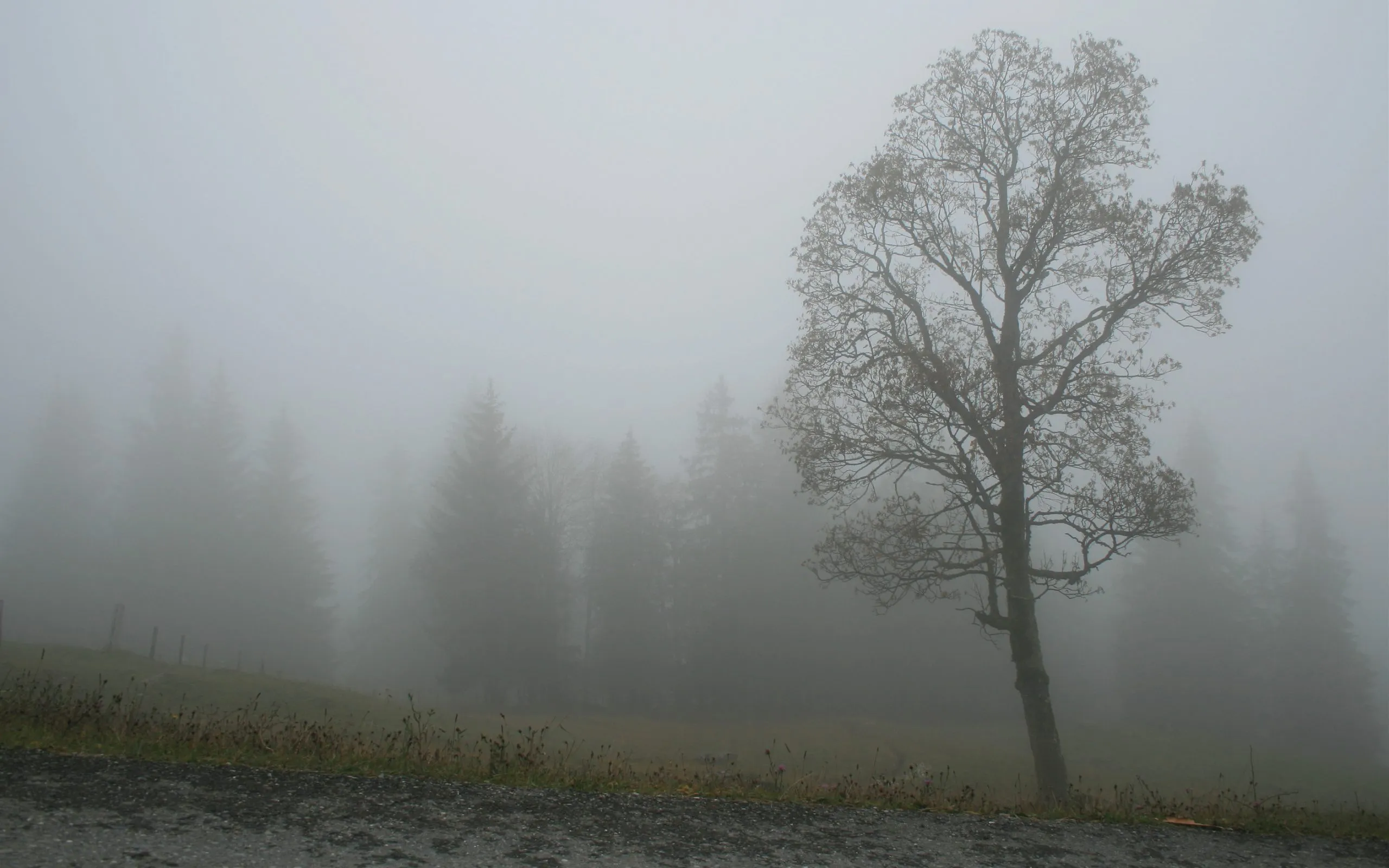 Lonely Tree in Fog Beneath Pale Grey Sky Free 4K Image