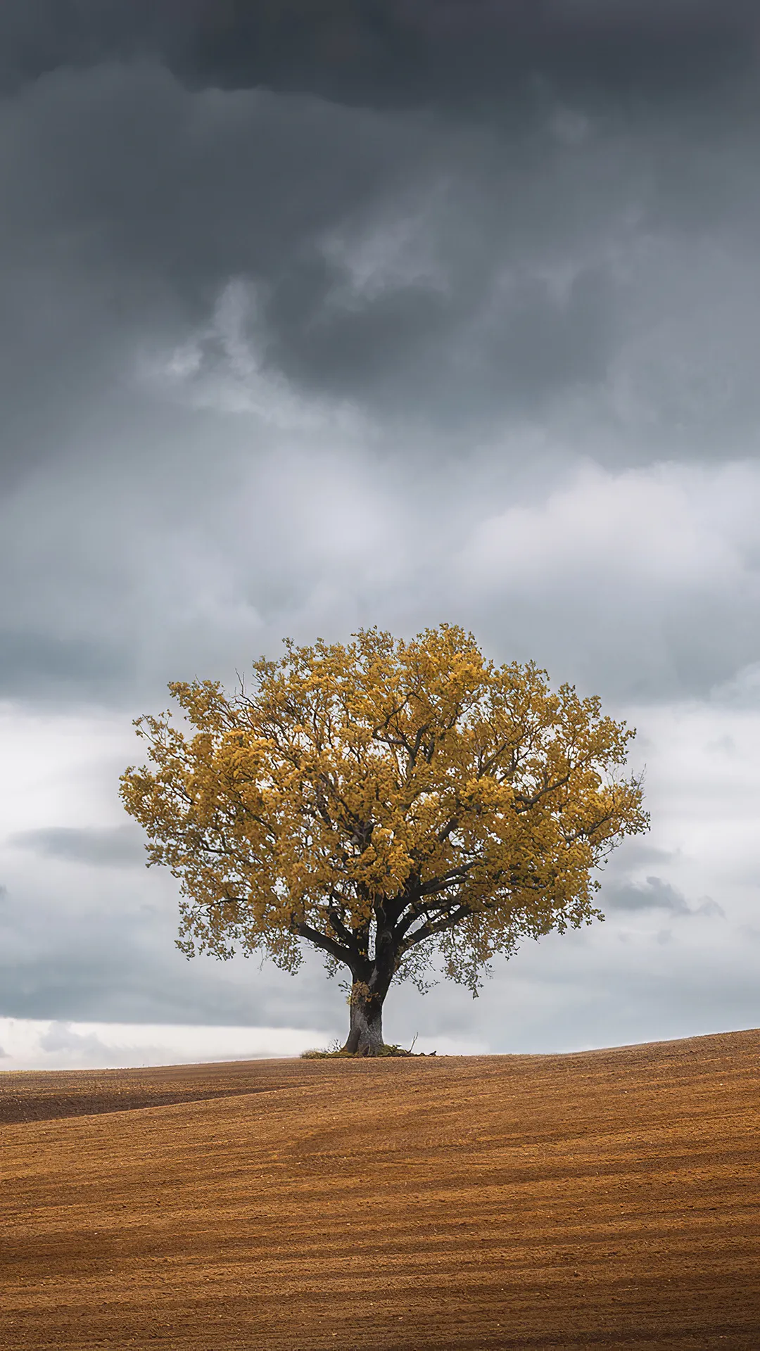 Lonely Tree Standing in an Open Field Under a Stormy Sky