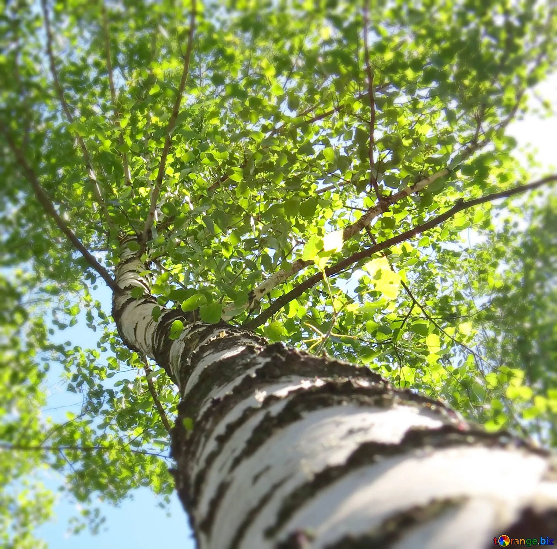 Looking Up At a Birch Tree with Bright Green Spring Leaves