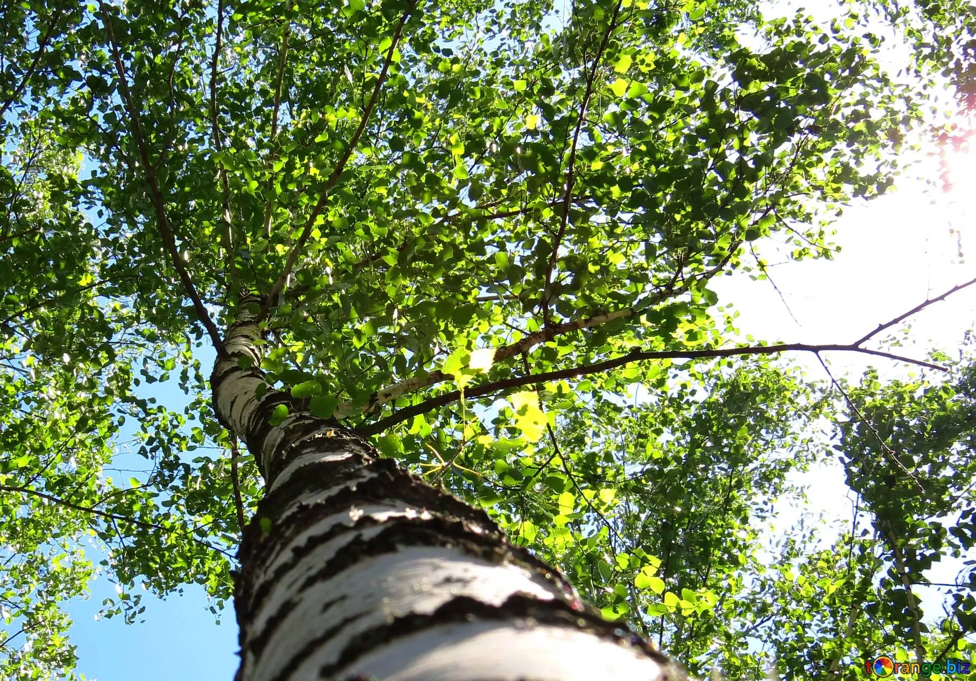 Looking Up At Bright Green Leaves on a Tall Birch Tree Trunk