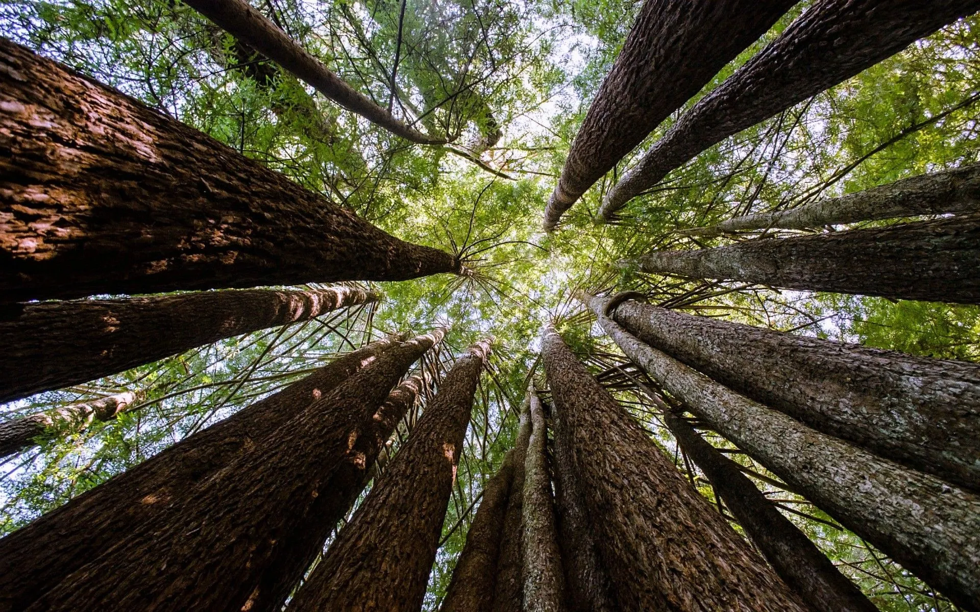 Looking Up From the Forest Floor At Towering Tree Trunks