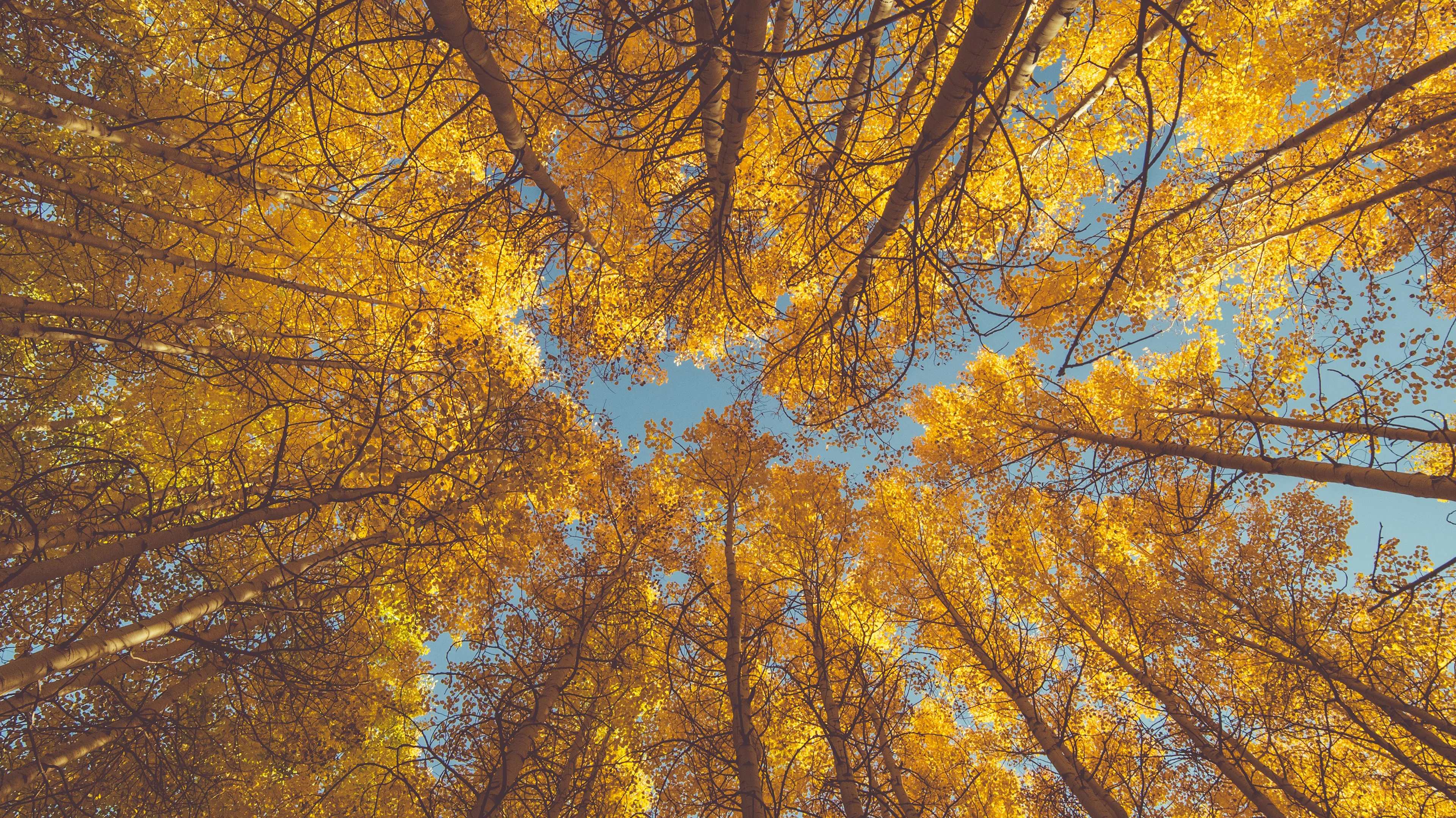 Looking Up At Golden Tree Canopy Against the Bright Blue Sky