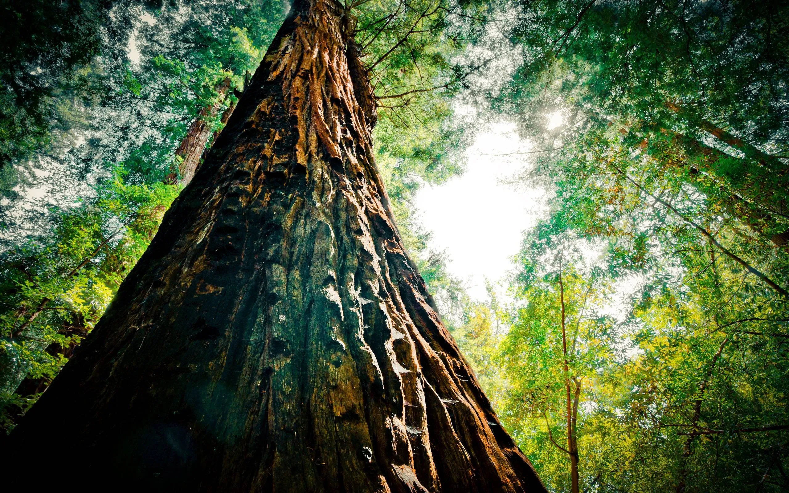 Looking Up At a Tall Forest Tree Under a Sunny Sky View