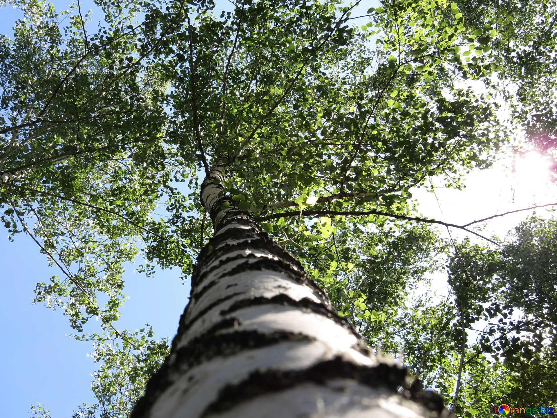 Looking Up At Tall Tree with Green Leaves Against Bright Sky