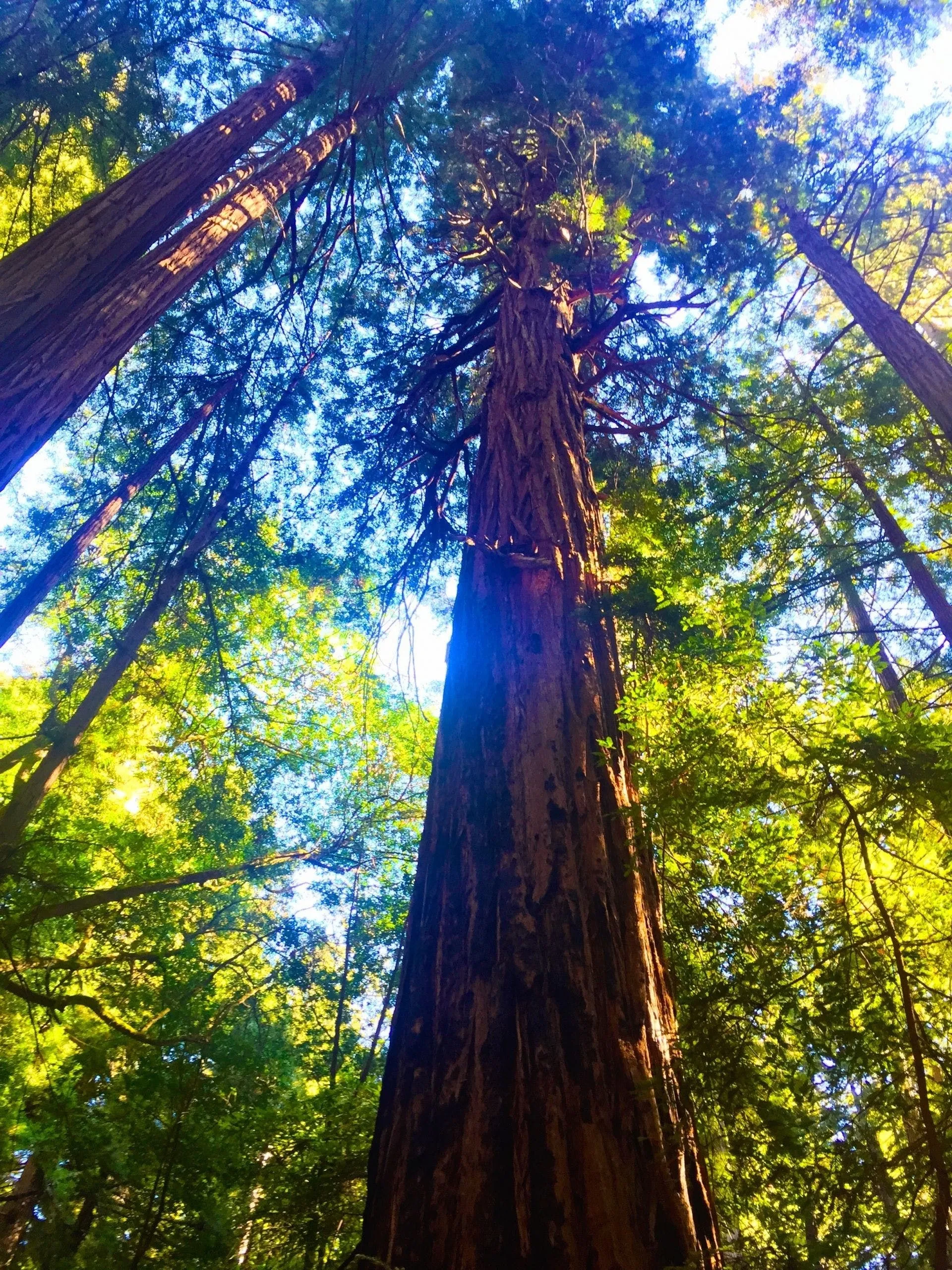 Looking Up At Tall Trees in a Vibrant Sunny Forest Wallpaper