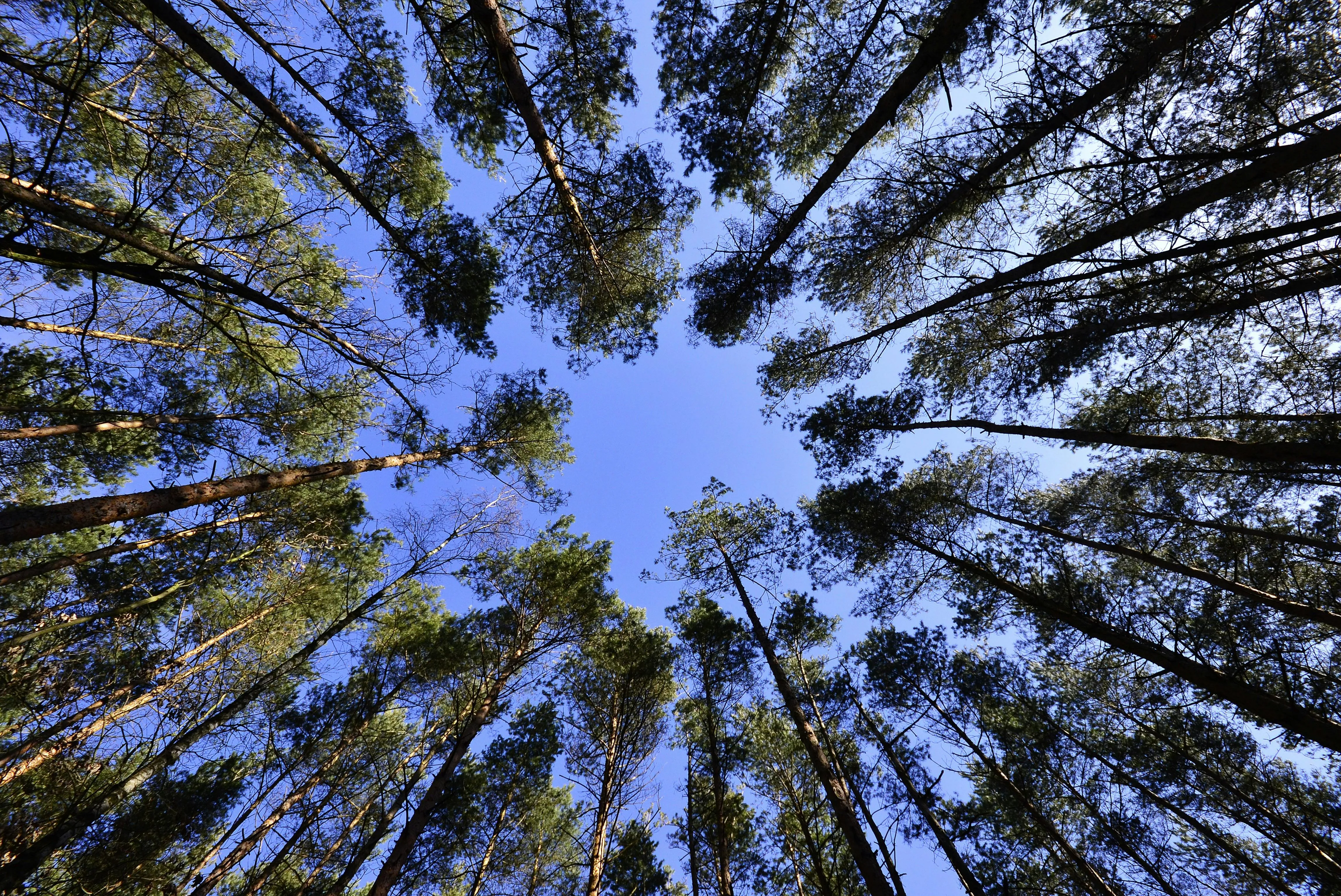 Looking Up At the Treetops Forming a Circle Around Blue Sky