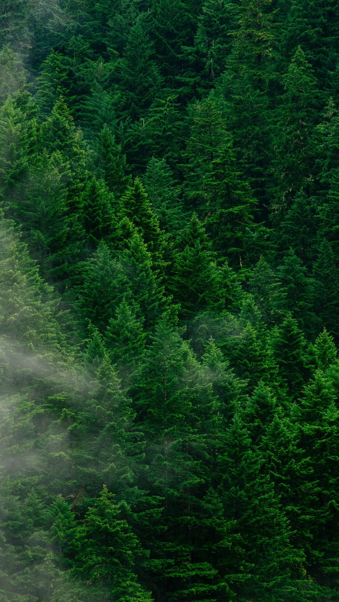 Lush Green Forest Trees Are Partially Covered in the Mist