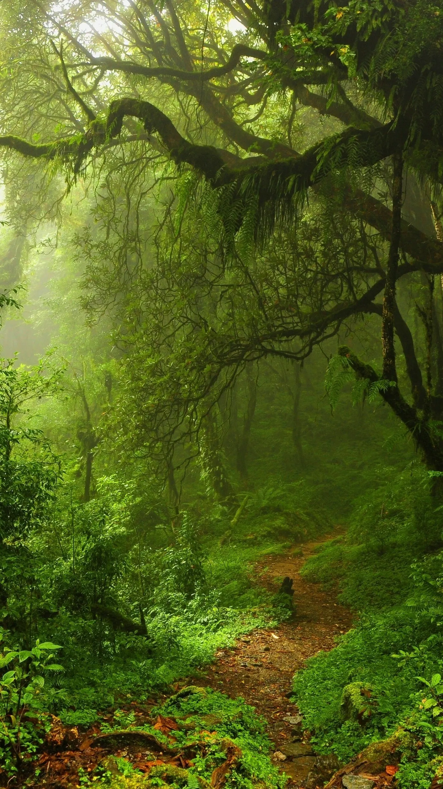 Lush Green Jungle Path Under Trees and Soft Morning Light