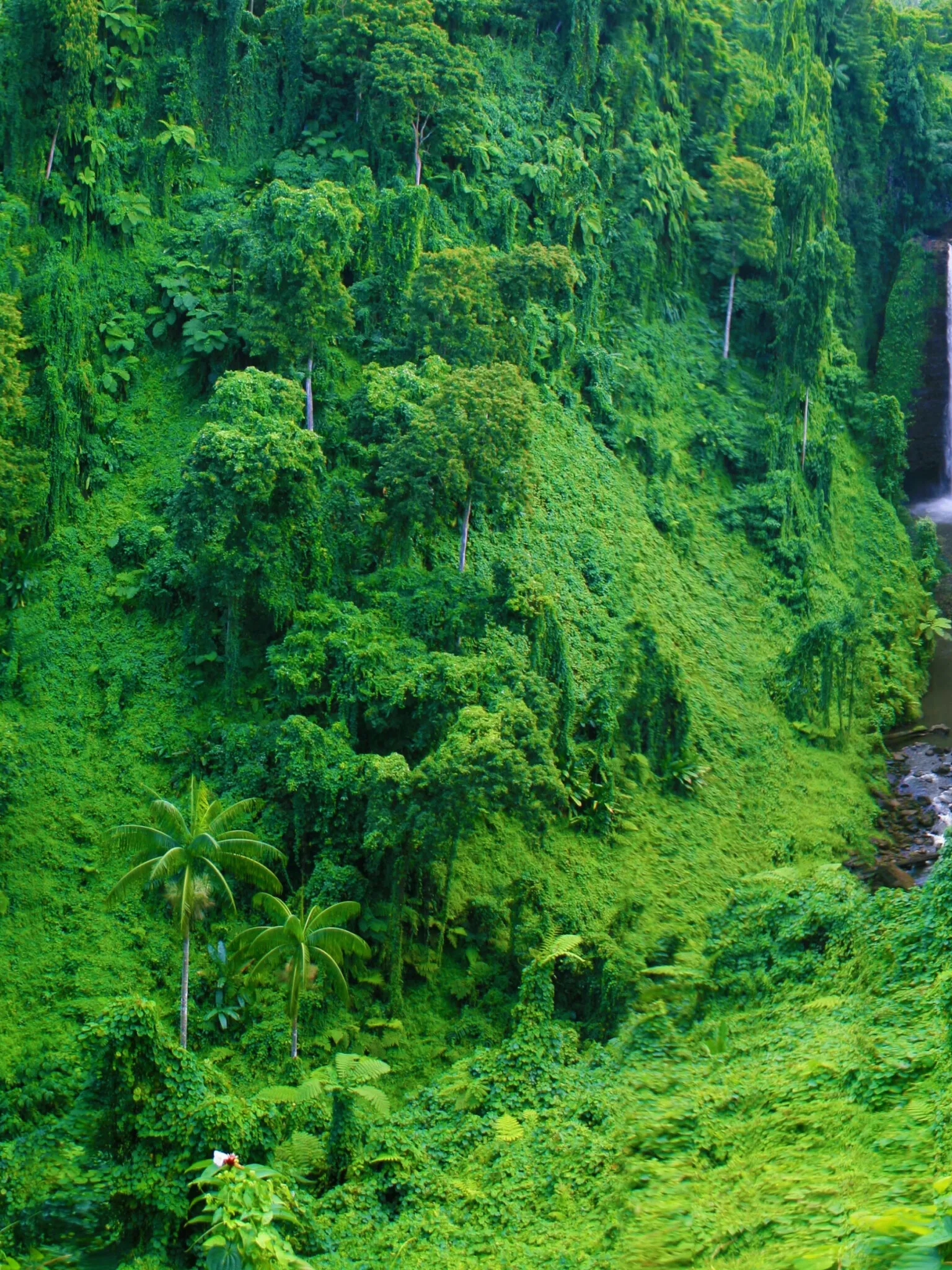 Lush Green Tropical Forest with Dense Forest and Waterfall
