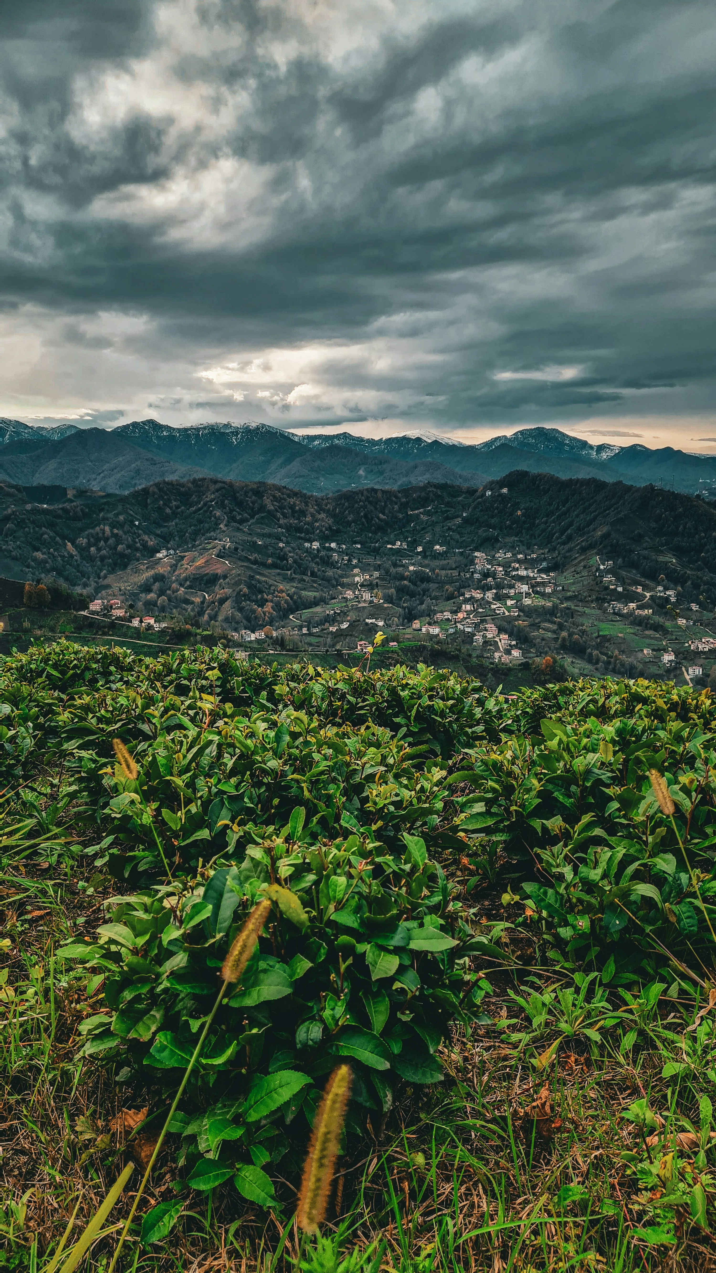 Lush Tea Plantation on Hill Under Cloudy Mountain Sky