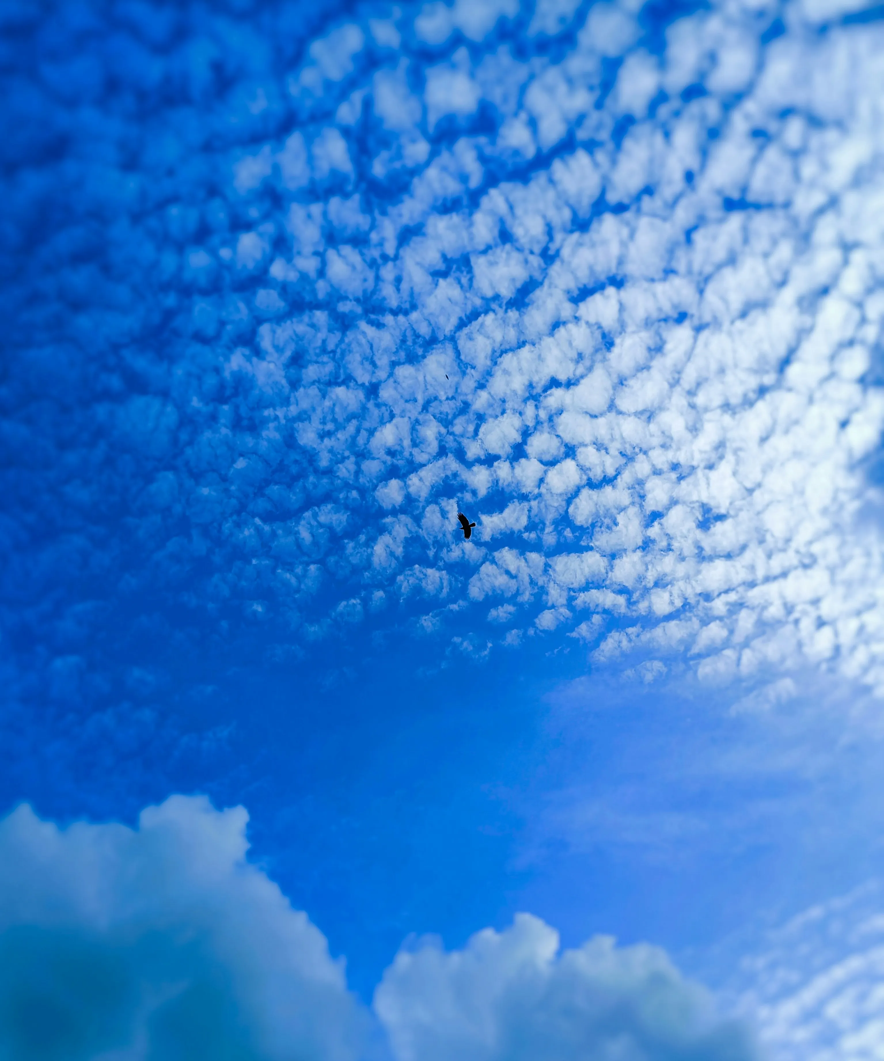 Mackerel Pattern Clouds Covering a Bright Blue Sky
