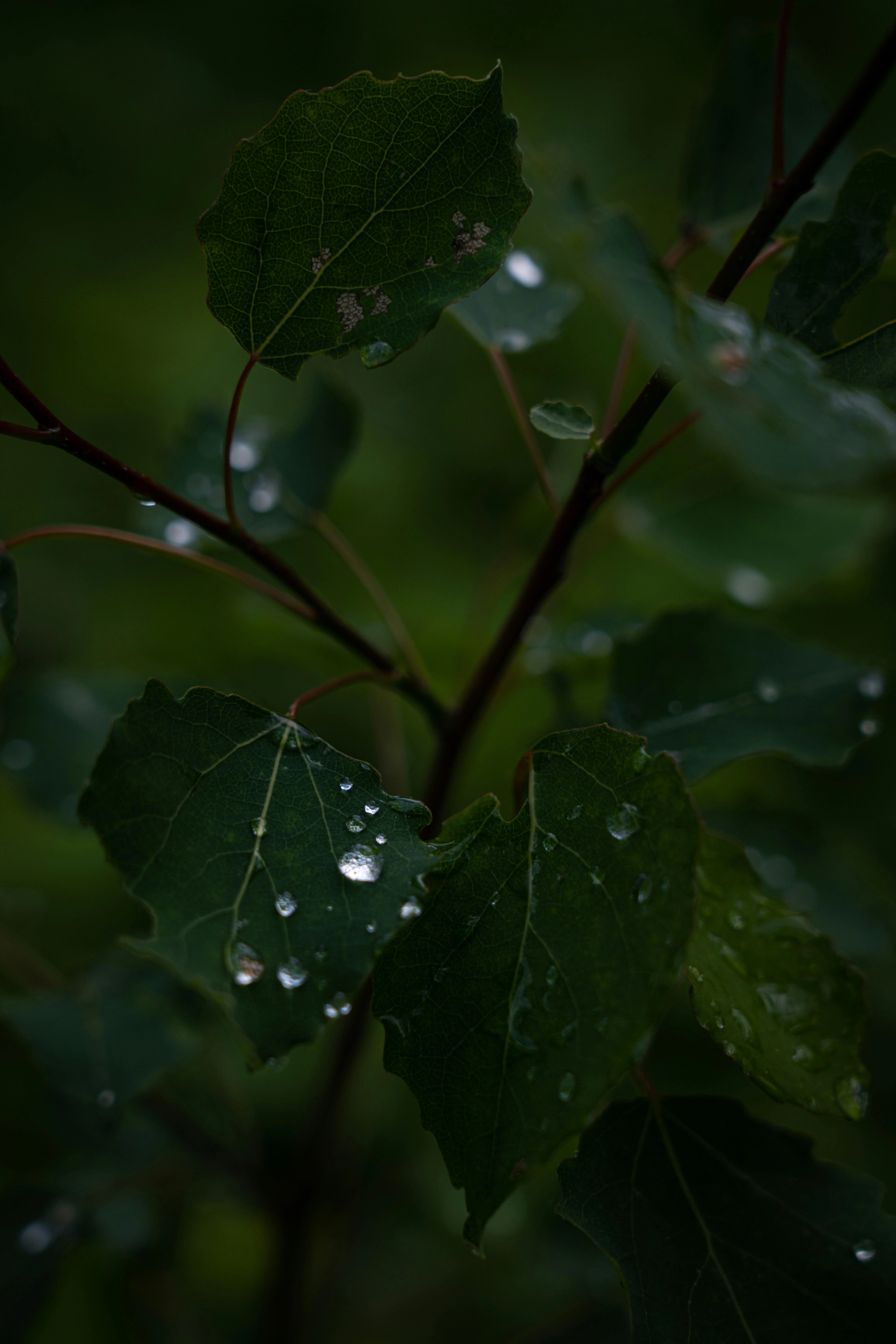 Macro Photo of Green Leaf with Glistening Rain Drops