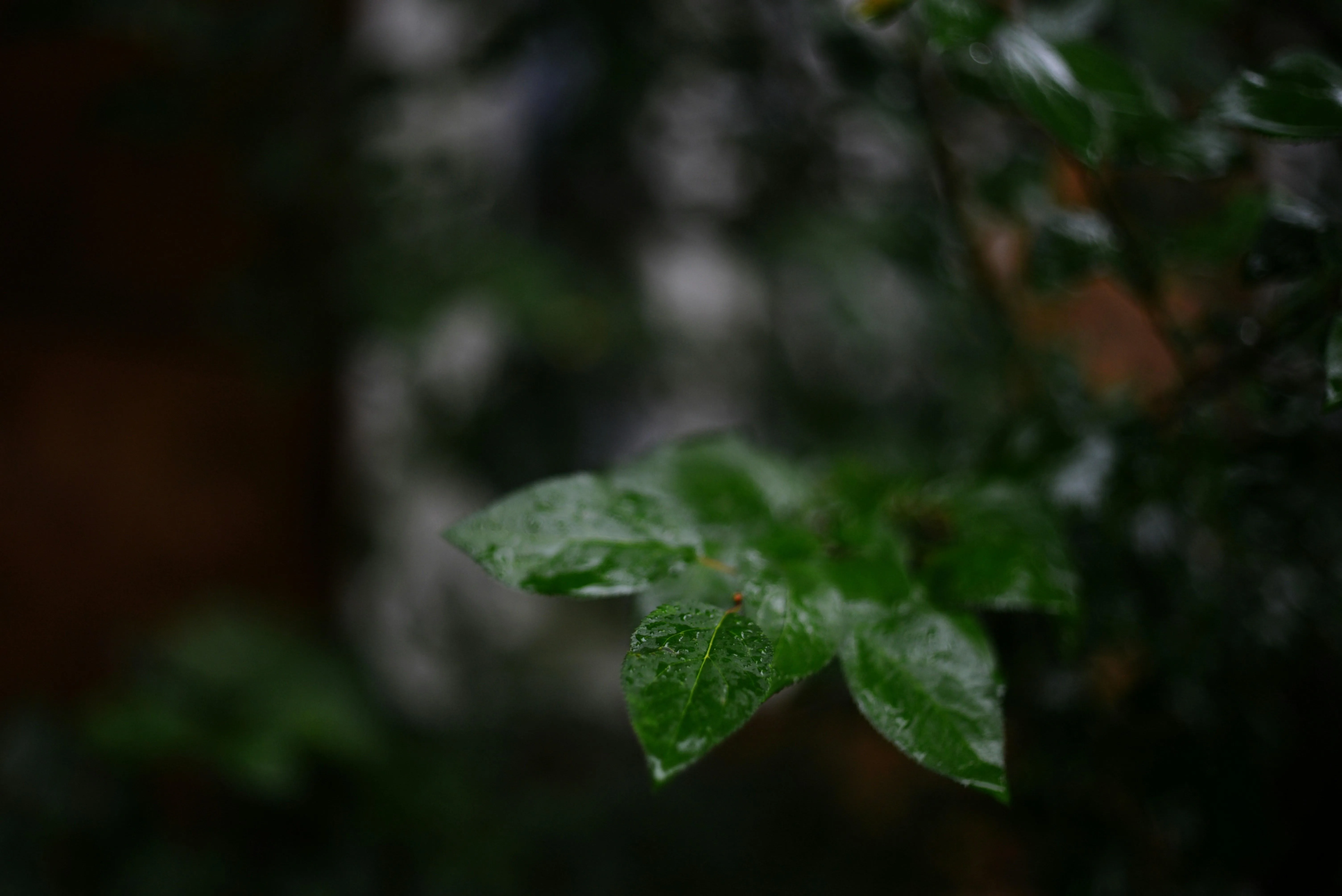 Macro Shot of Wet Green Leaves During a Rain Shower