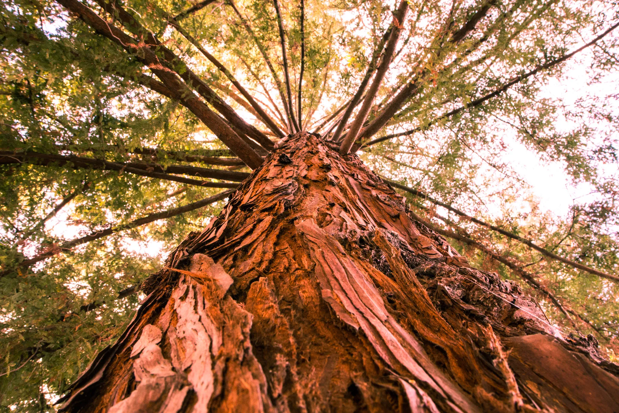 Majestic Towering Redwood Trees Viewed From Forest Floor Up